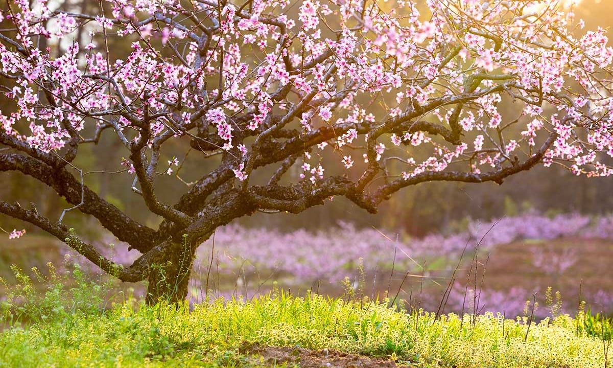 بک گراند طبیعت بهاری جذاب با درخت پر از شکوفه های دیدنی