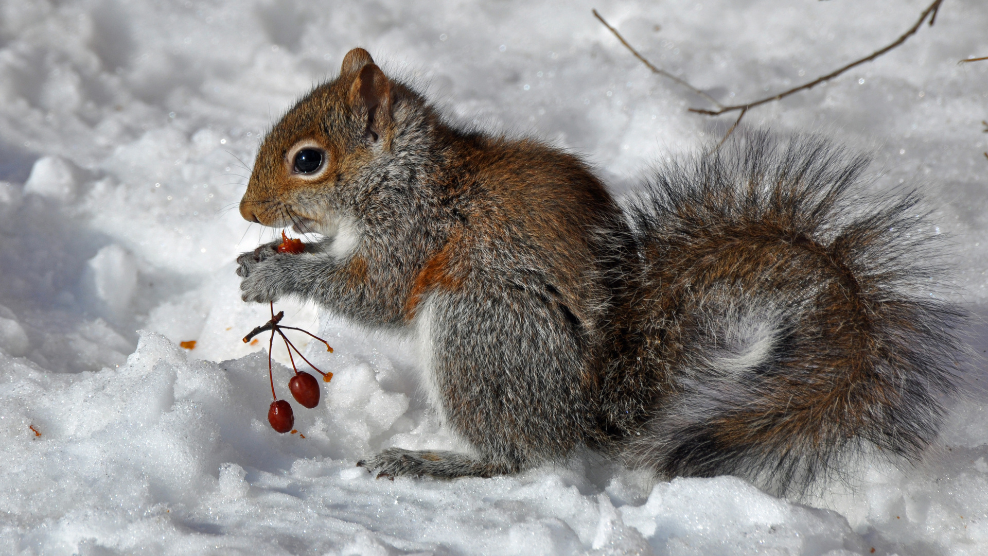 تصویر استوک از سنجاب گوگولی در زمستان برفی با گیلاس 
