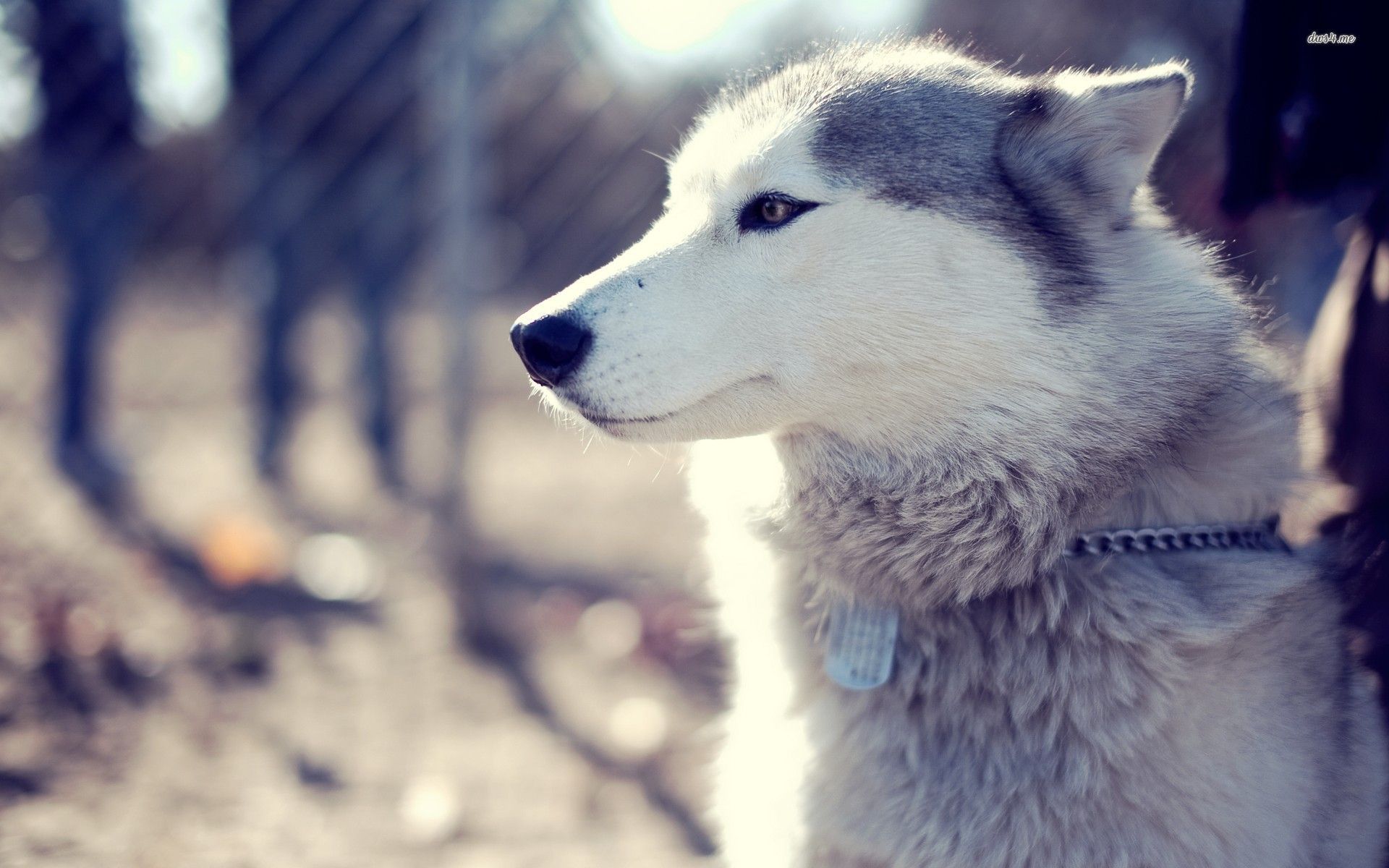 بکگراند فوق العاده زیبا از سگ هاسکی با قلاده قشنگ 