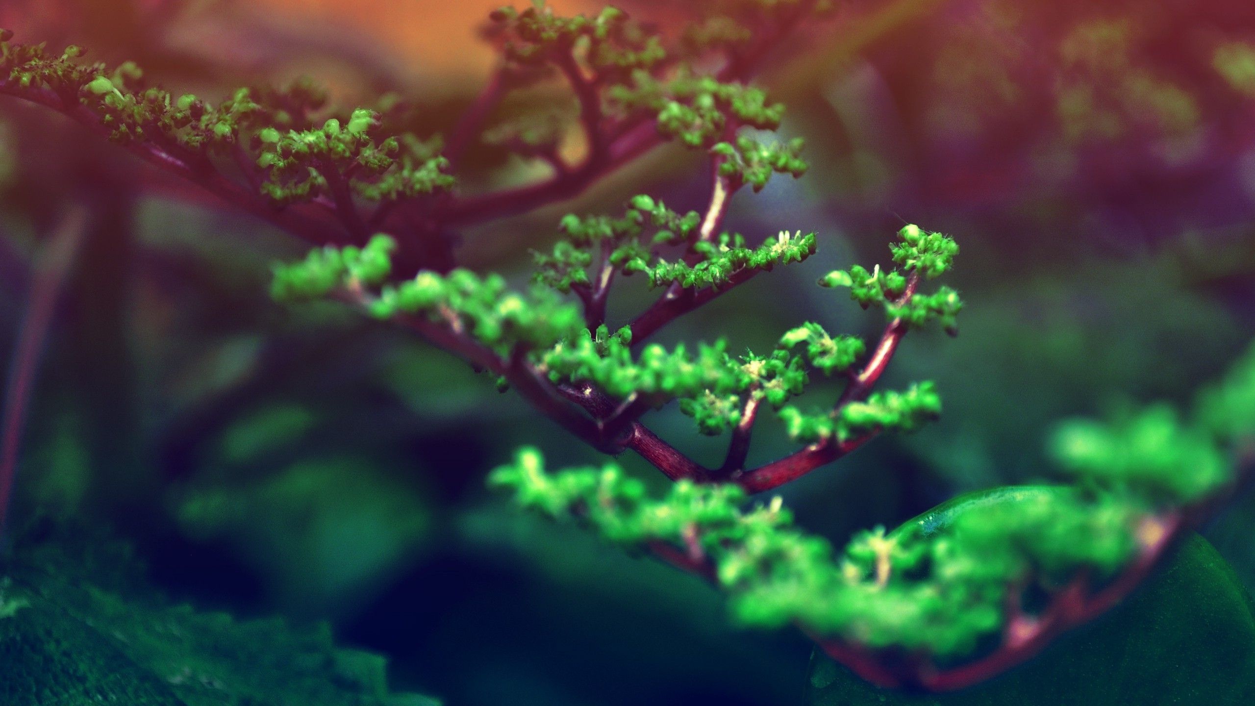 عکس جالب از شاخه درخت بونسایا با کیفیت فوق العاده 