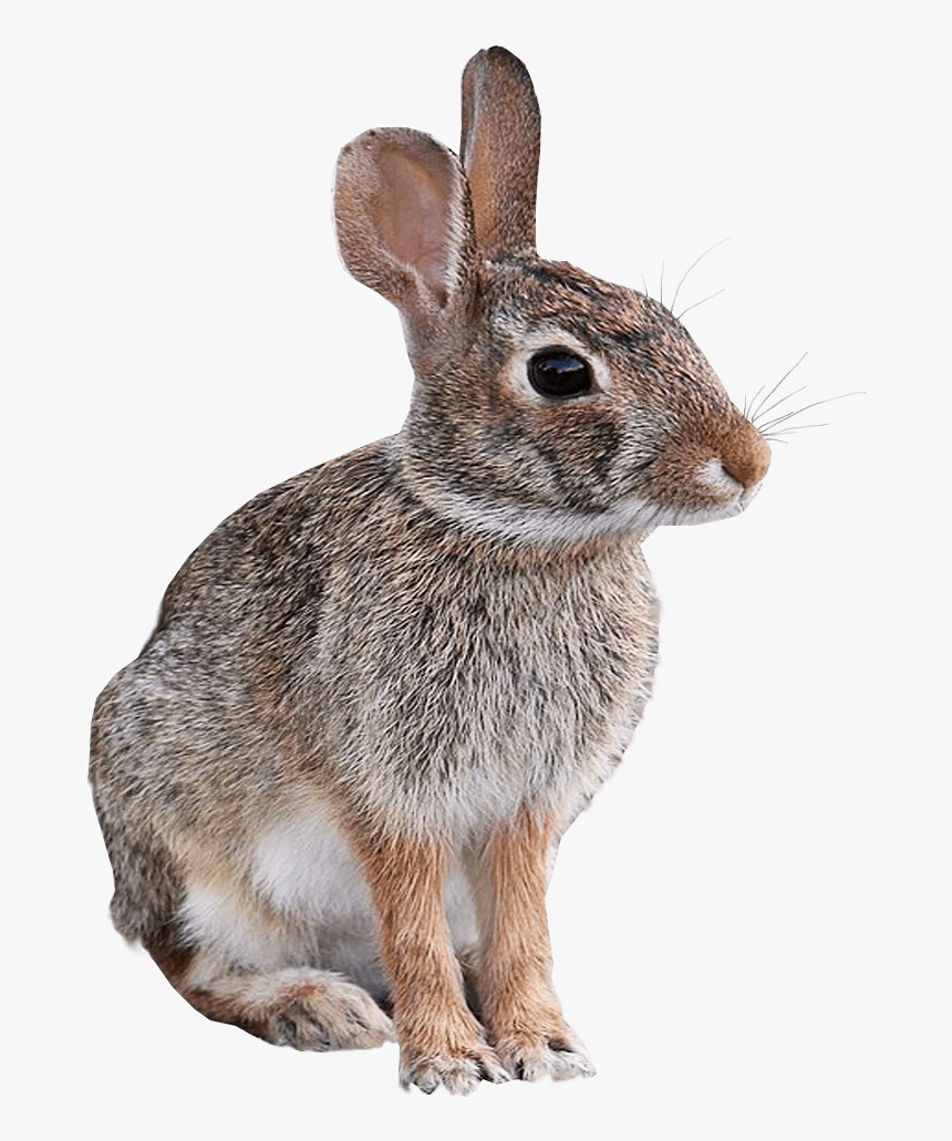 دانلود فایل تصویر خرگوش وحشی خوشگل مناسب ادیت و فتوشاپ 