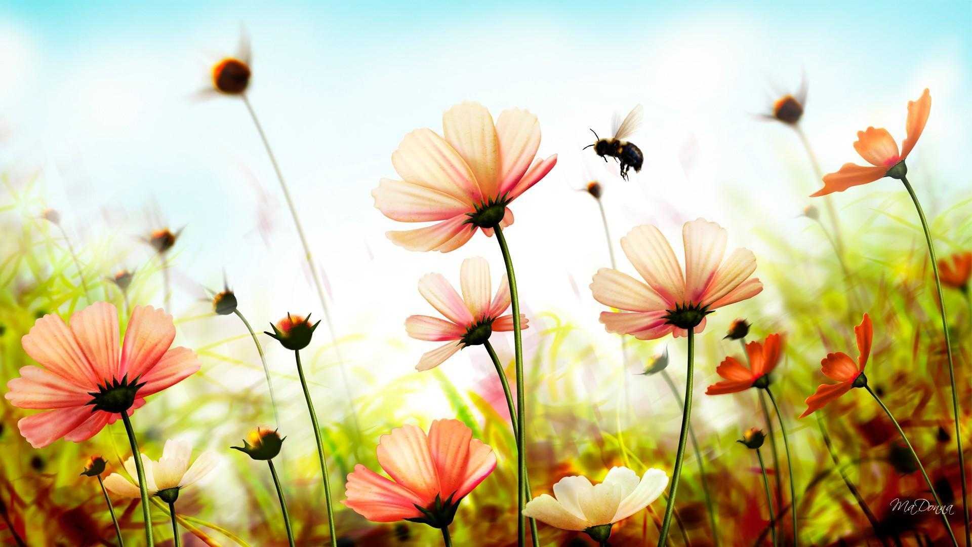 عکس قشنگ و شیک تابستانی از گل های صورتی و زنبور وحشی