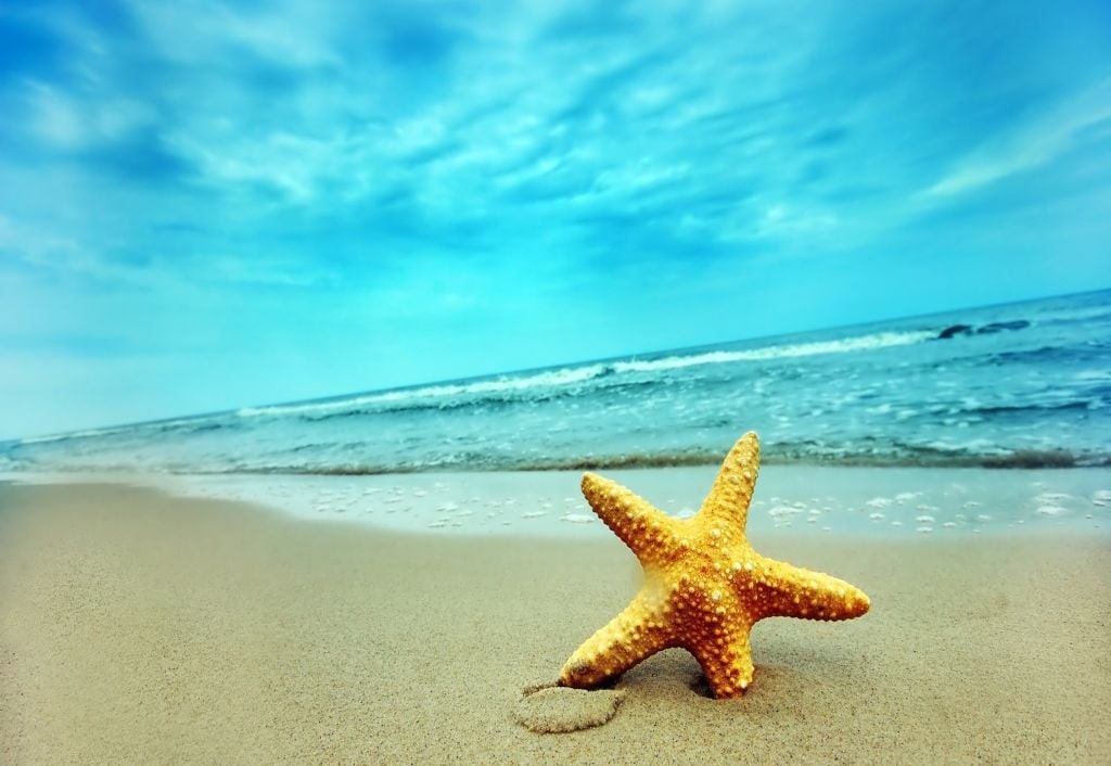 دانلود پروفایل رایگان تابستونی با طرح ستاره دریایی گوگولی در ساحل خنک دریا