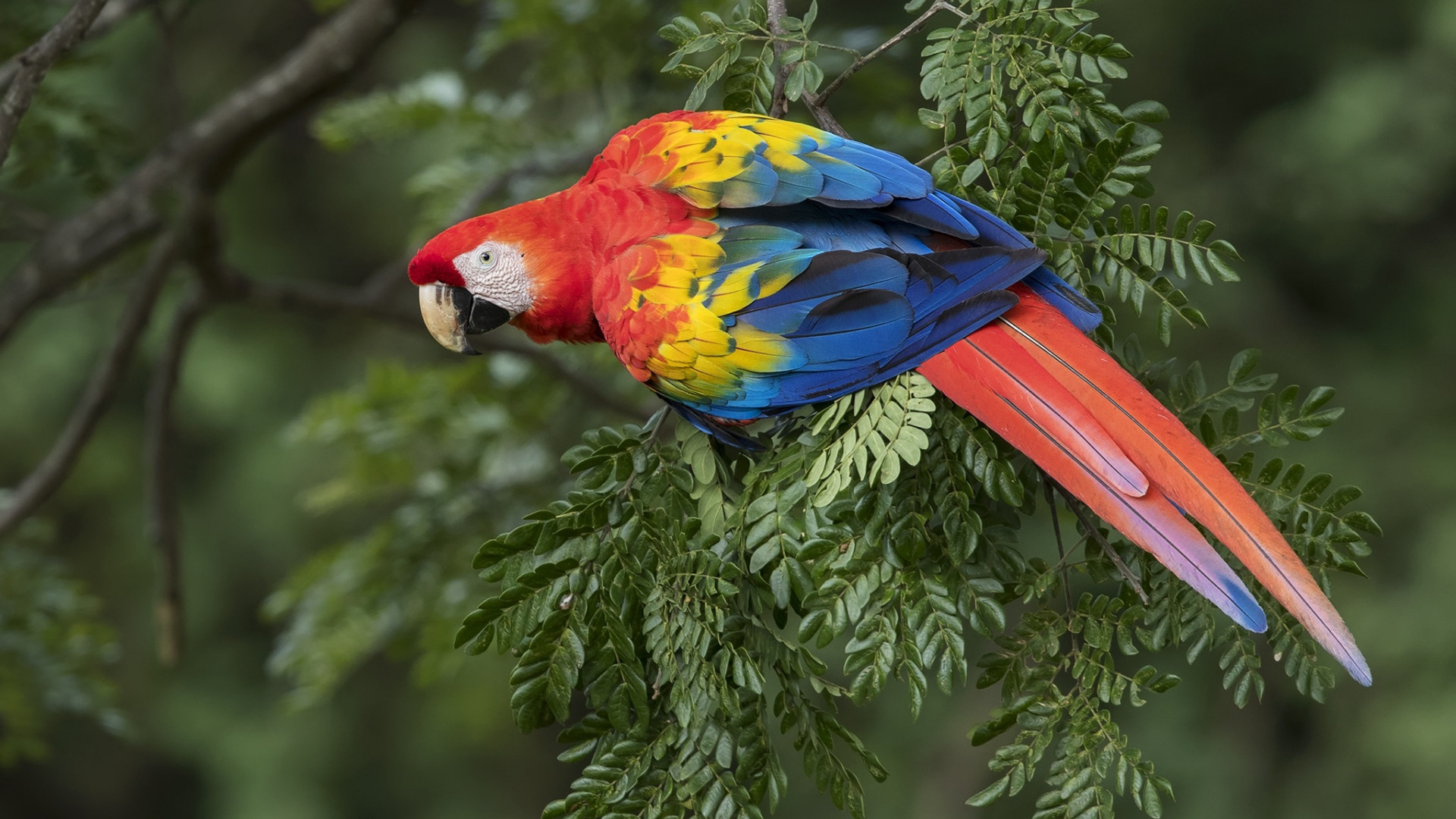  تصویر جالب و حیرت انگیز از پرنده با بال های رنگارنگ 