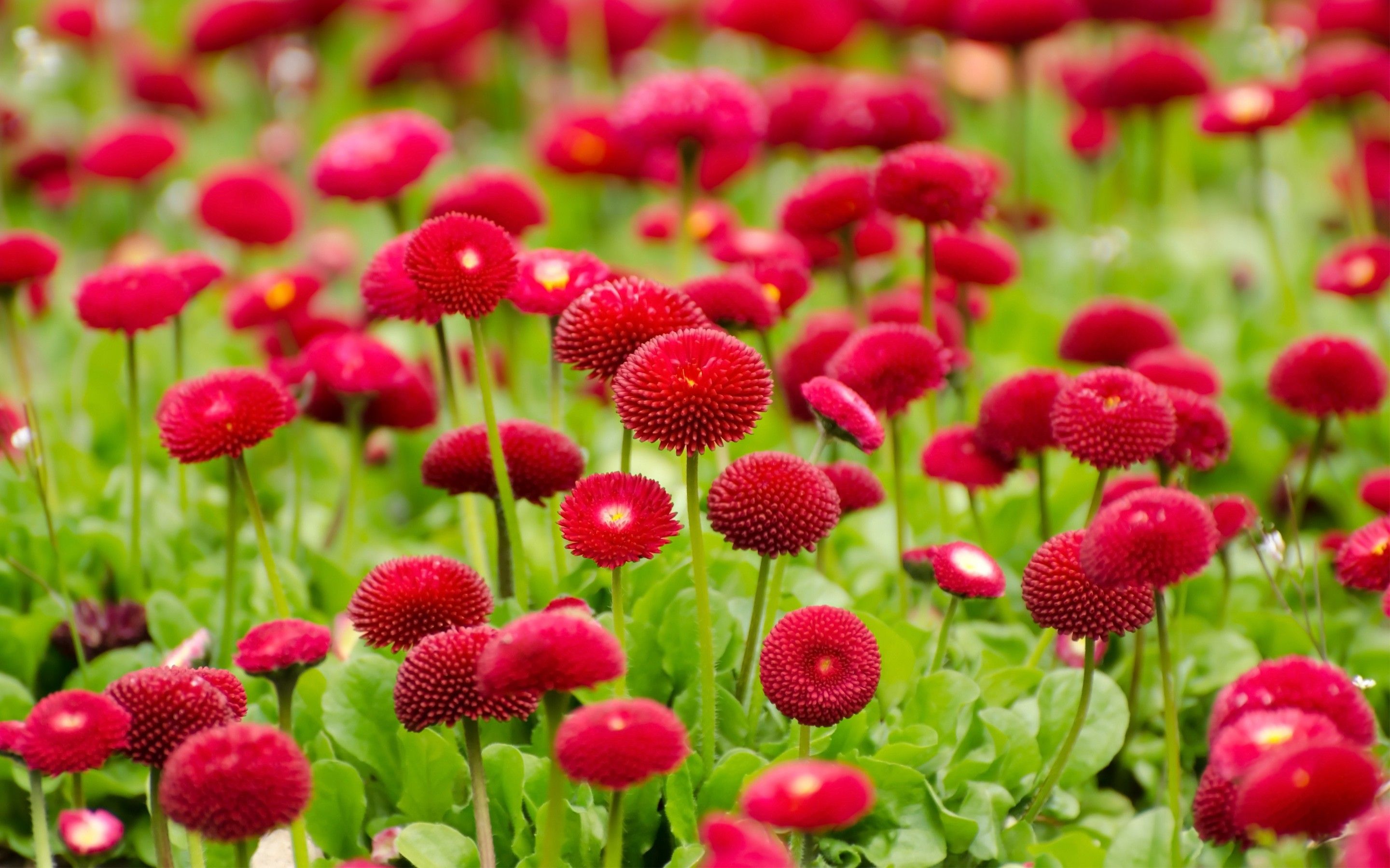 تصویر زیبای طبیعت و گل های قرمز و سرخابی تابستانی 