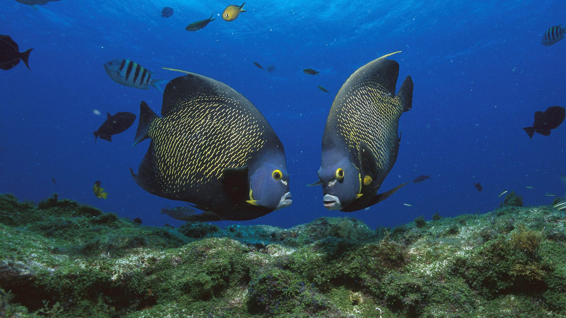 دانلود تصویر بسیار زیبا از ماهی های قشنگ در آب 