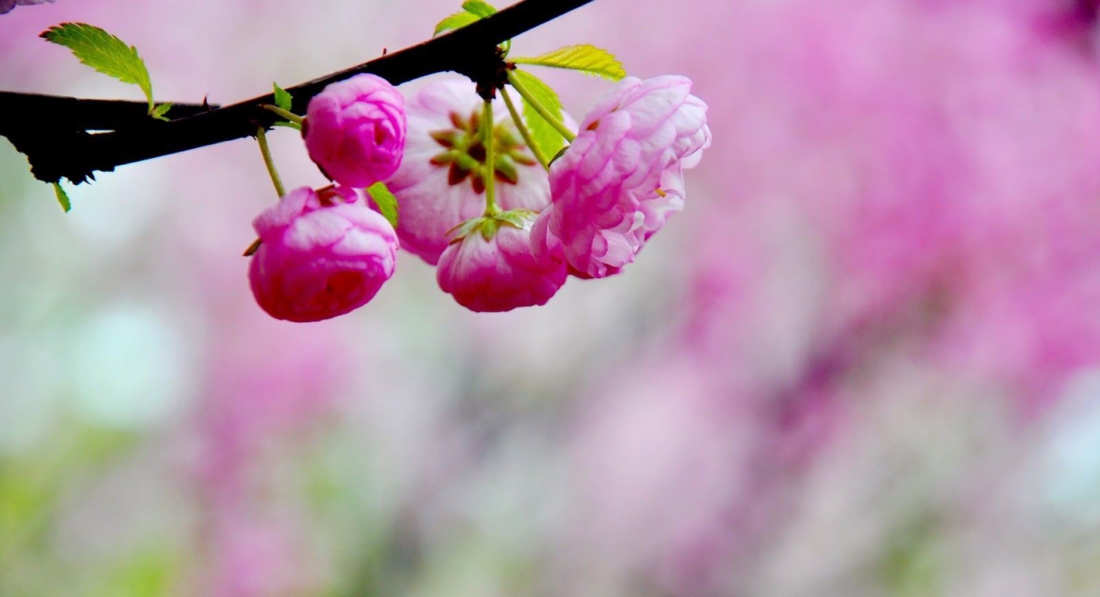 تصویر خارج العاده از شکوفه صورتی رنگ درخت هلو 