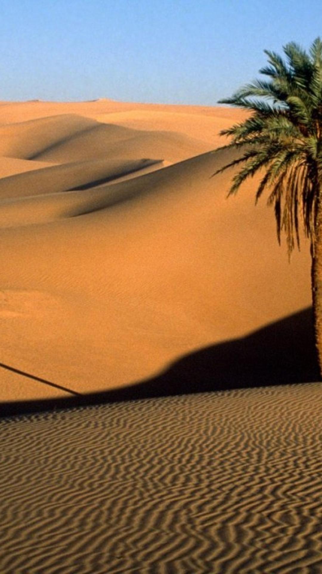 دانلود رایگان والپیپر درخت نخل در صحرای گرم برای موبایل سامسونگ 