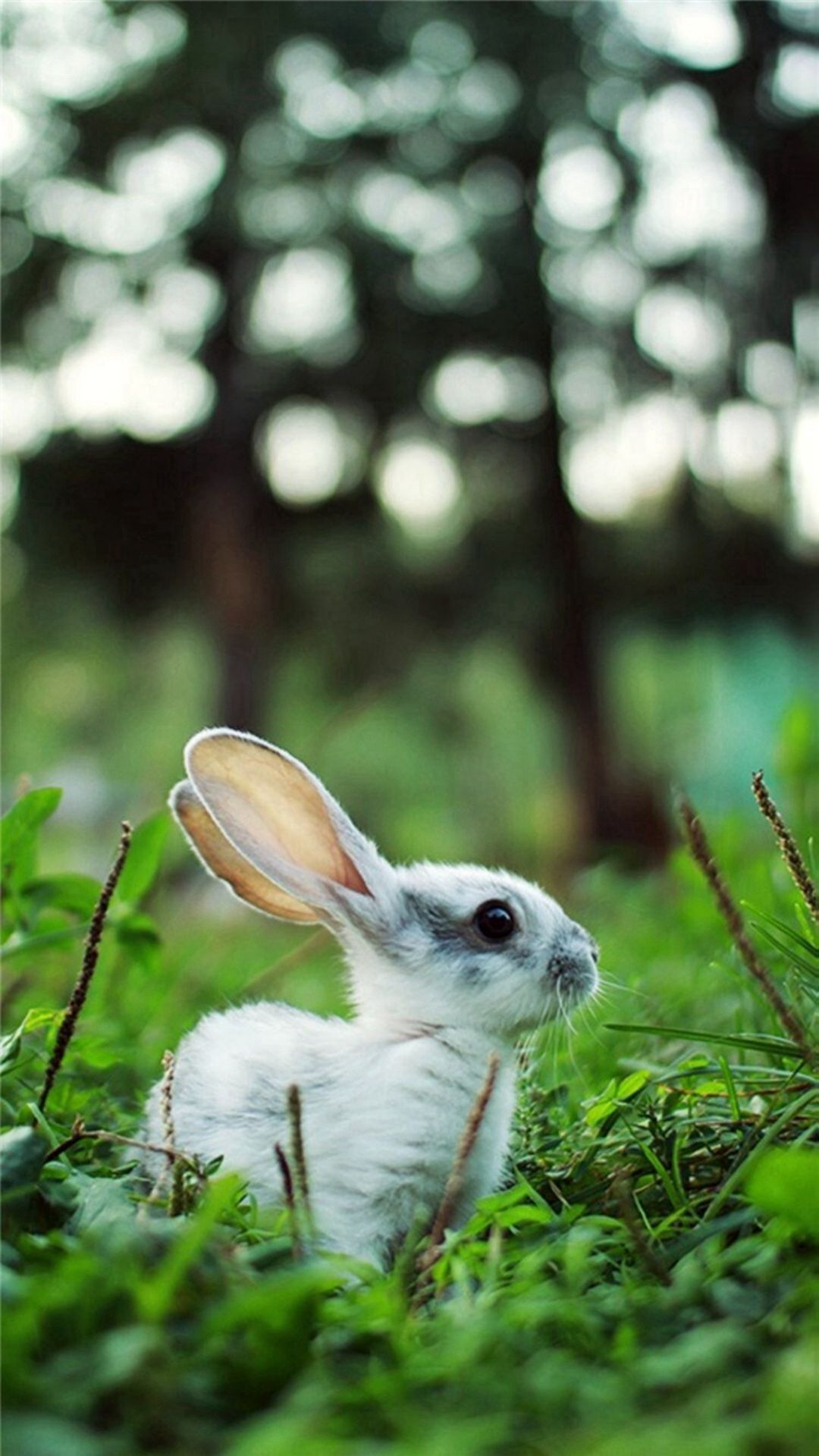 منظره ای تماشایی از خرگوش دلربا در دامن سبز طبیعت 