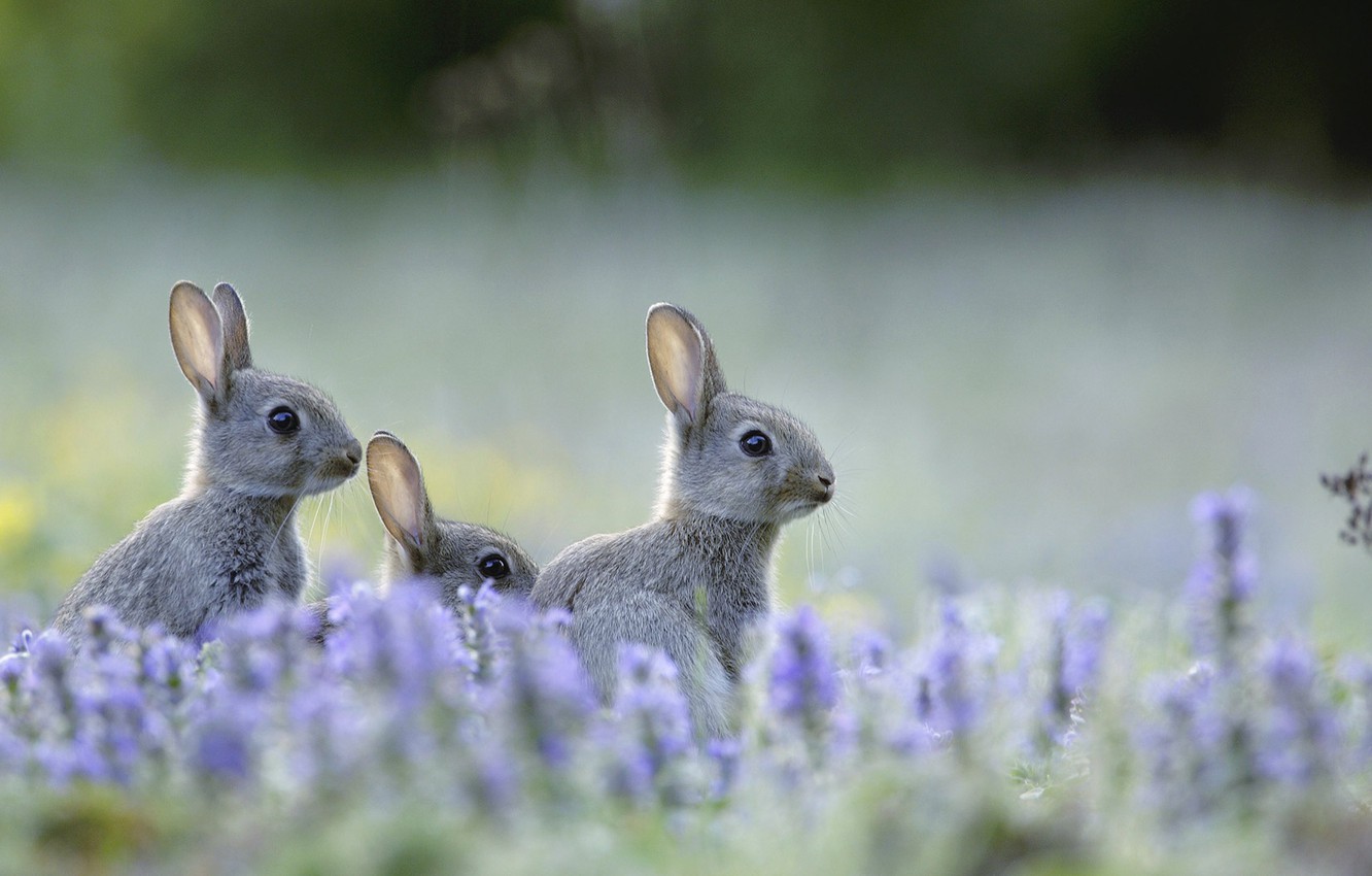 Background بامزه و خوشگل از خرگوش های وحشی لای گل ها 