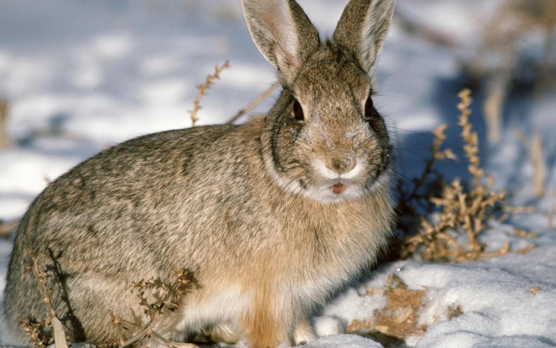 عکسی فوق العاده از خرگوش وحشی و بک گراند برفی 