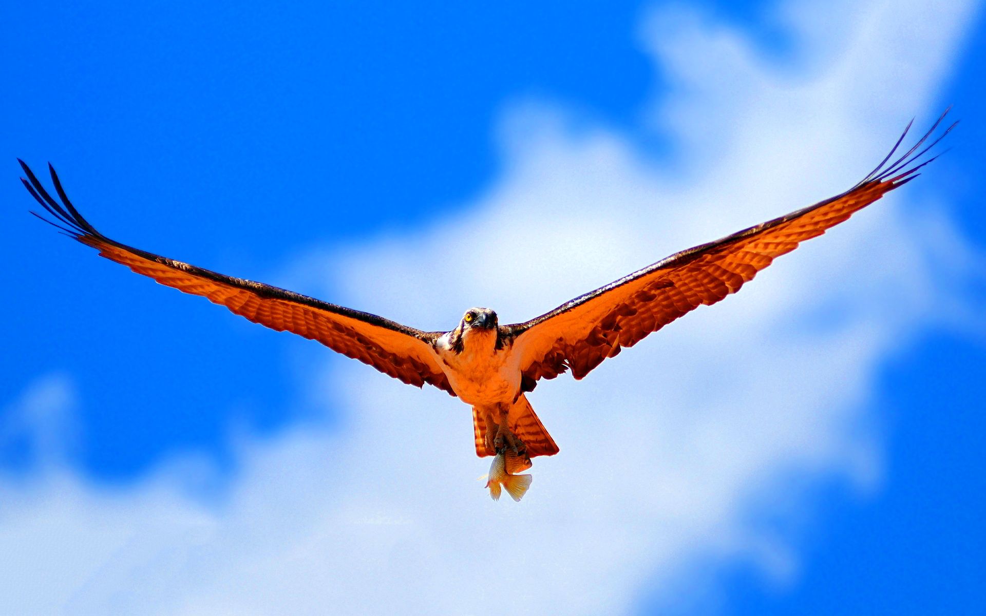 جدیدترین تصویر پرواز پرنده وحشی در آسمان مناسب چاپ تابلو