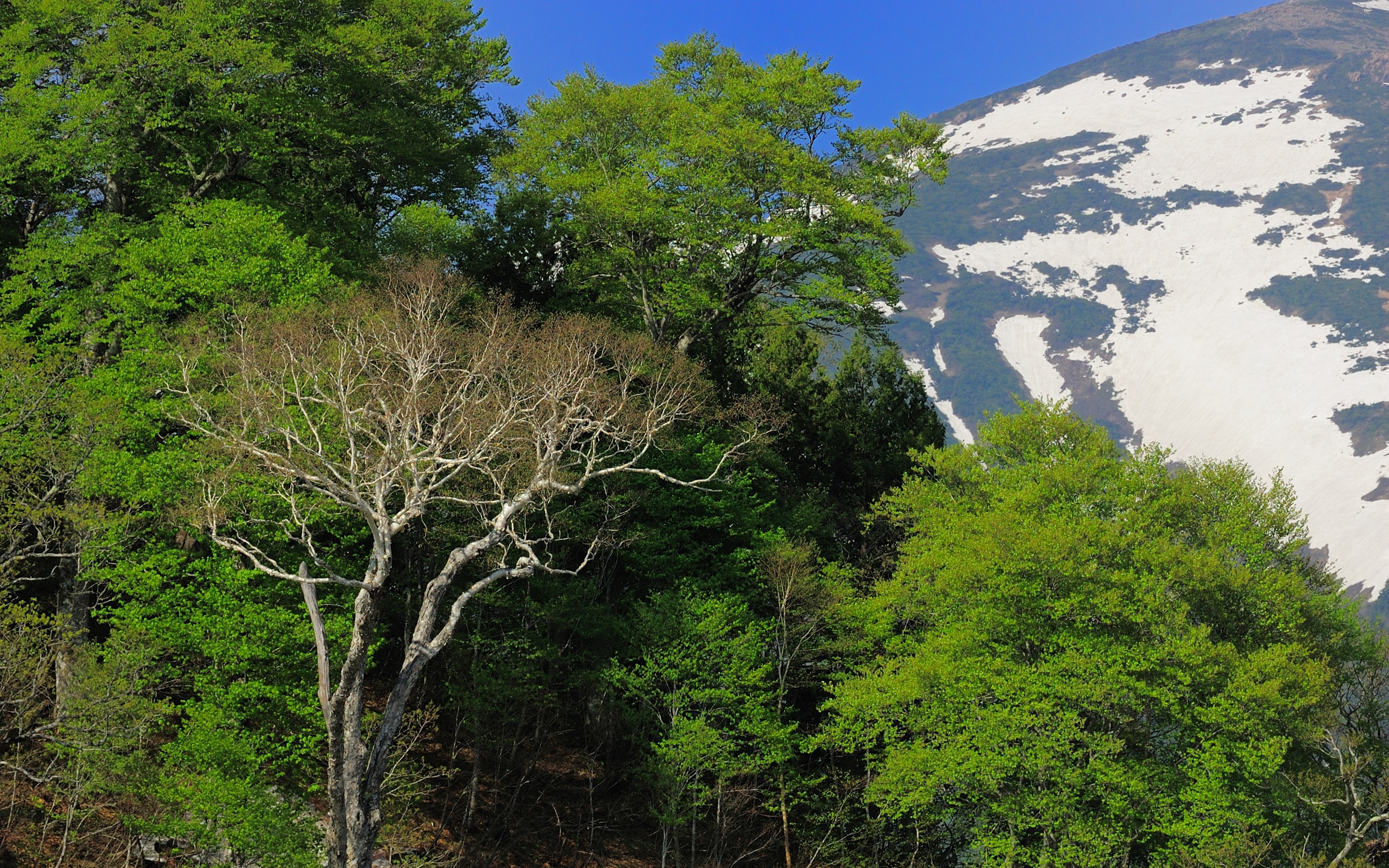 تصویری دلنشین از طبیعت و درختان سر سبز پشت به کوه برفی مخصوص چاپ