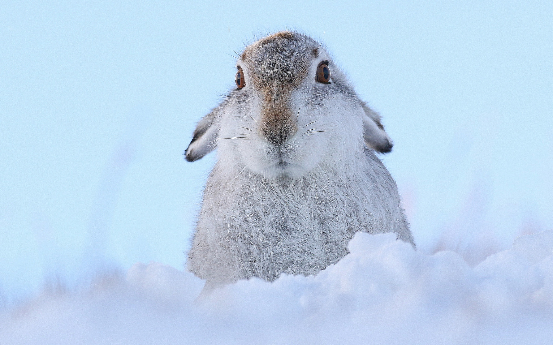 دانلود عکس خرگوش  با گوش های افتاده در برف سرد زمستونه 