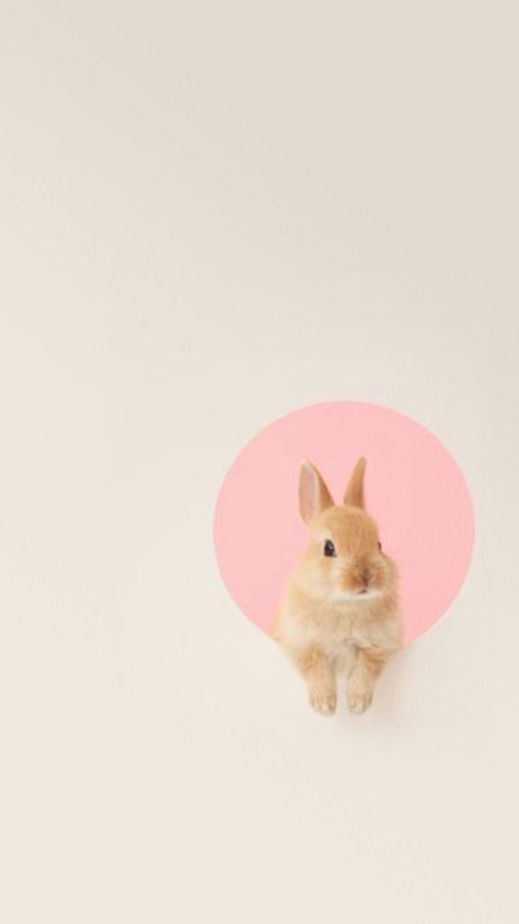 تصویر پس زمینه خرگوش کیوت و آویزون از دایره ی صورتی