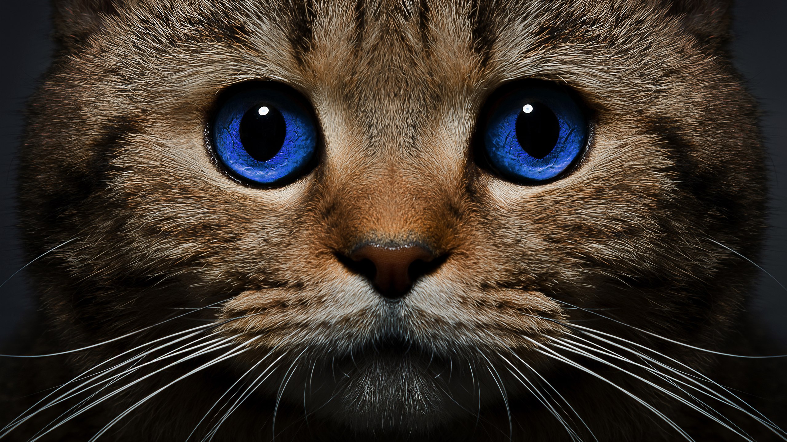 والپیپر جالب ناناز از گربه کوچولو با چشمان آبی و معصوم 