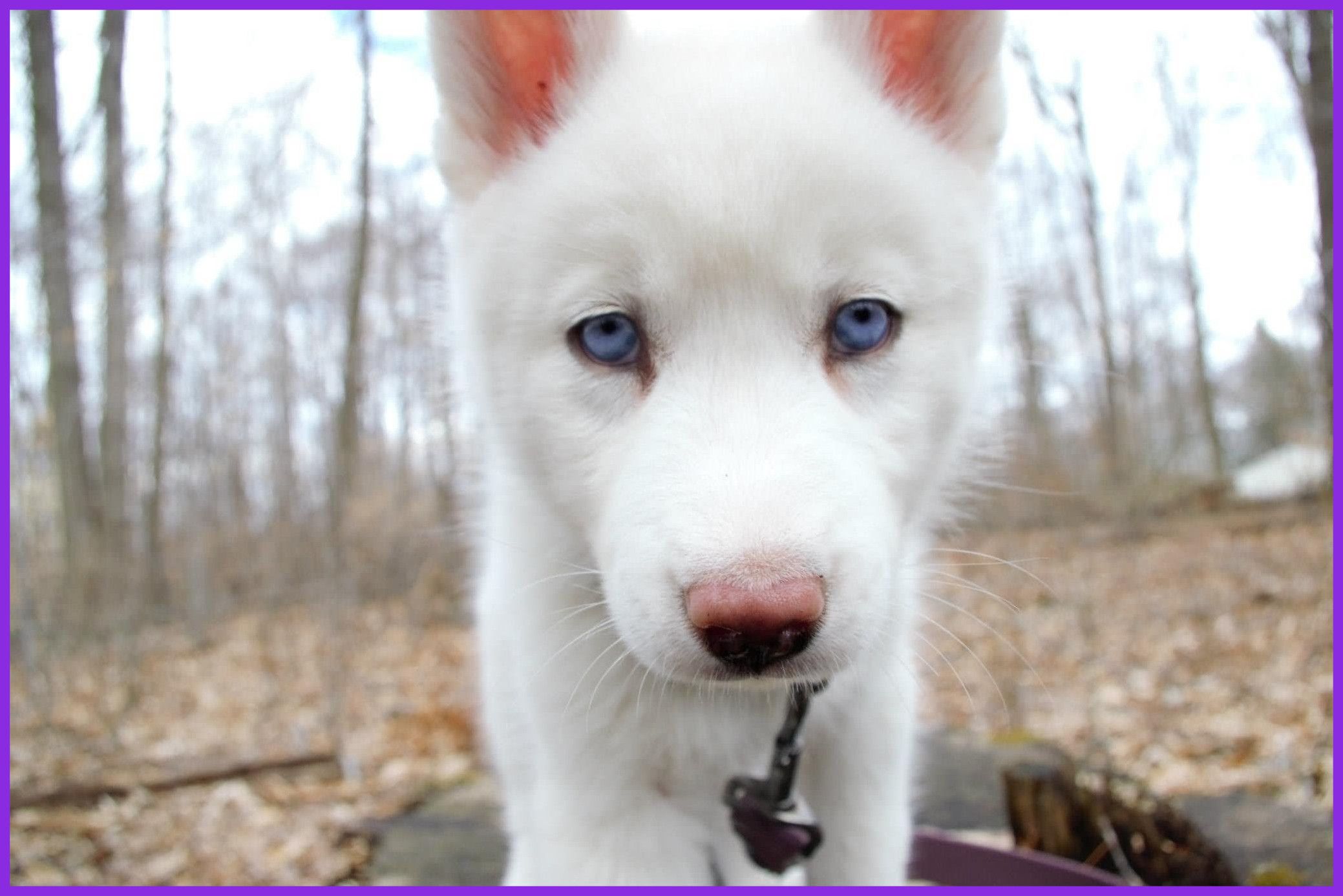  تصویر جالب از سگ هاسکی سفید ناناز با چشمان درشت و زیبا 