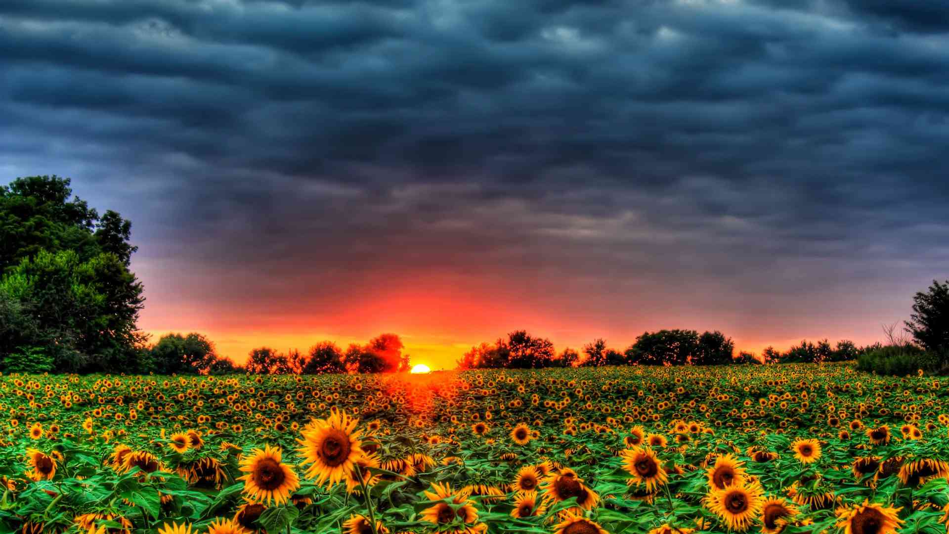 والپبپر نگاره تابستانی از گل های آفتابگردان و غروب 