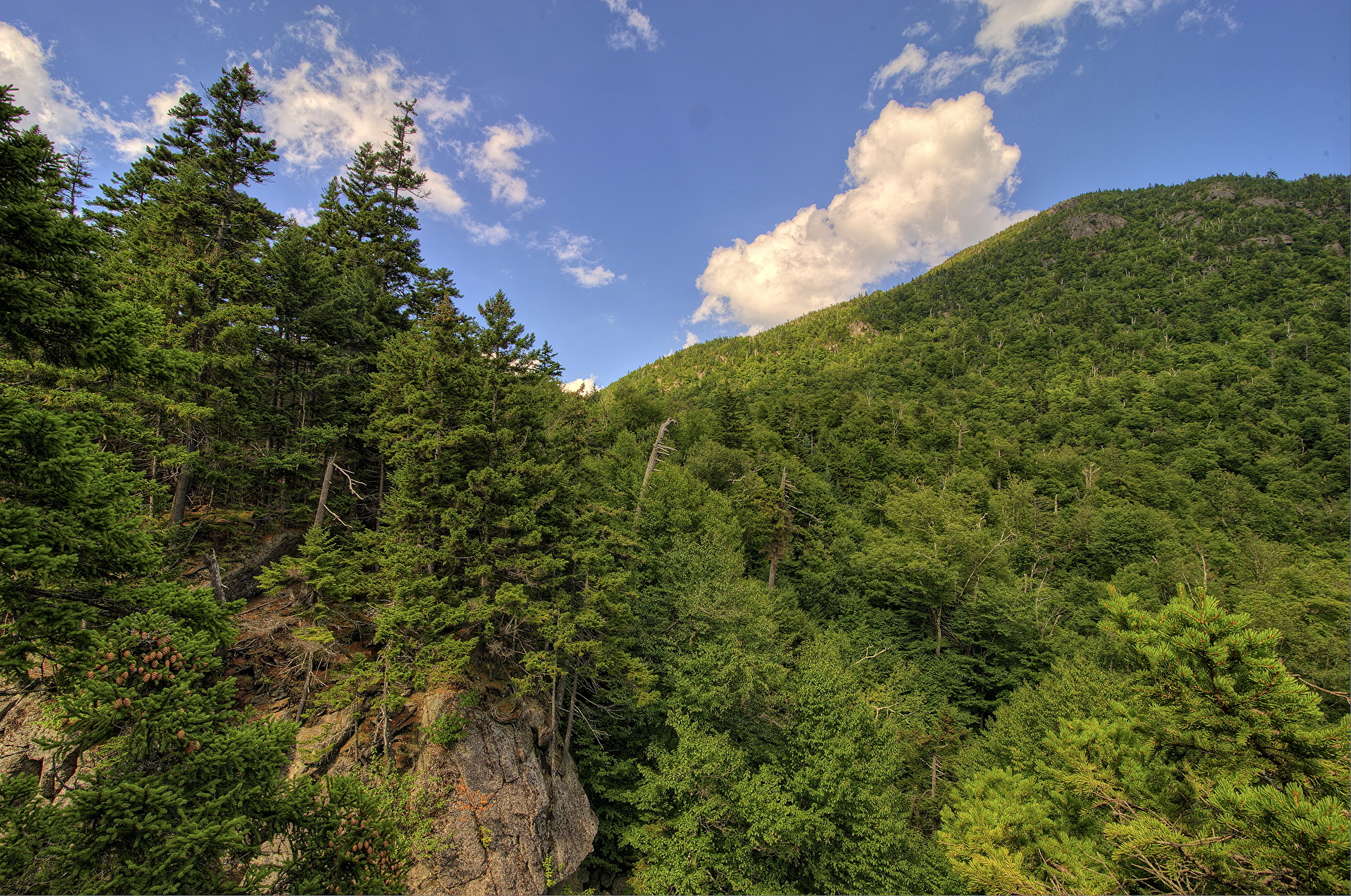 عکس جنگل کوهستانی سرسبز و انبوه درختان رایگان و با کیفیت بالا 