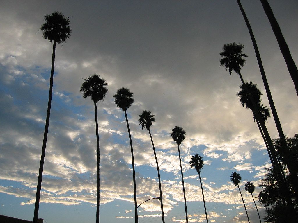 زمینه دسکتاپ درختان نخل در لس آنجلس زیر ابرهای تیره