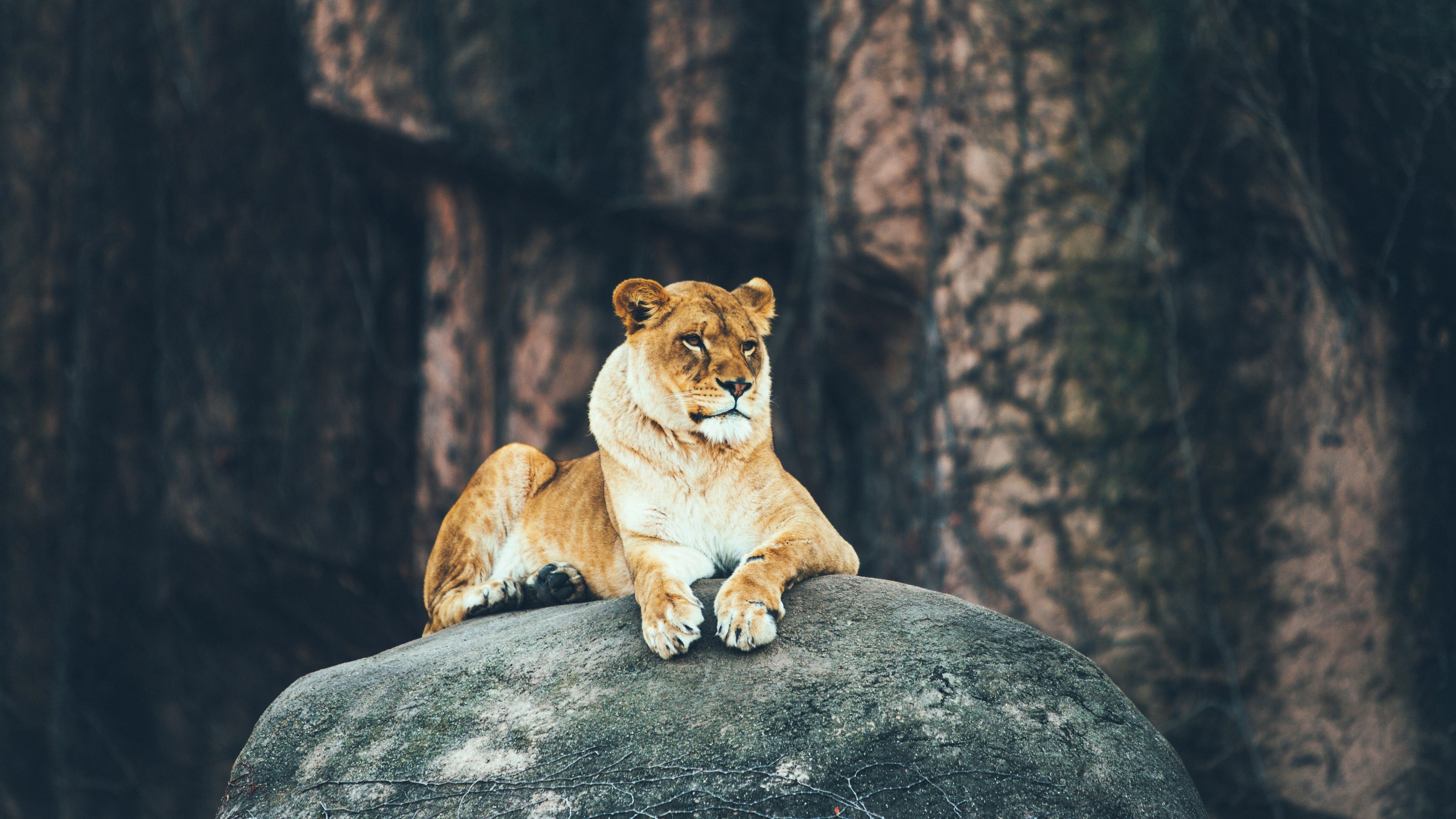 بهترین و قشنگ ترین عکس شیر جنگل نشسته روی سنگ برای بکگراند 