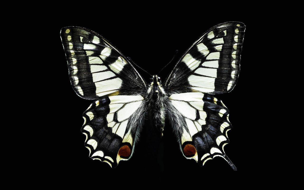 تصویر فوق العاده جذاب از پروانه سیاه و سفید 