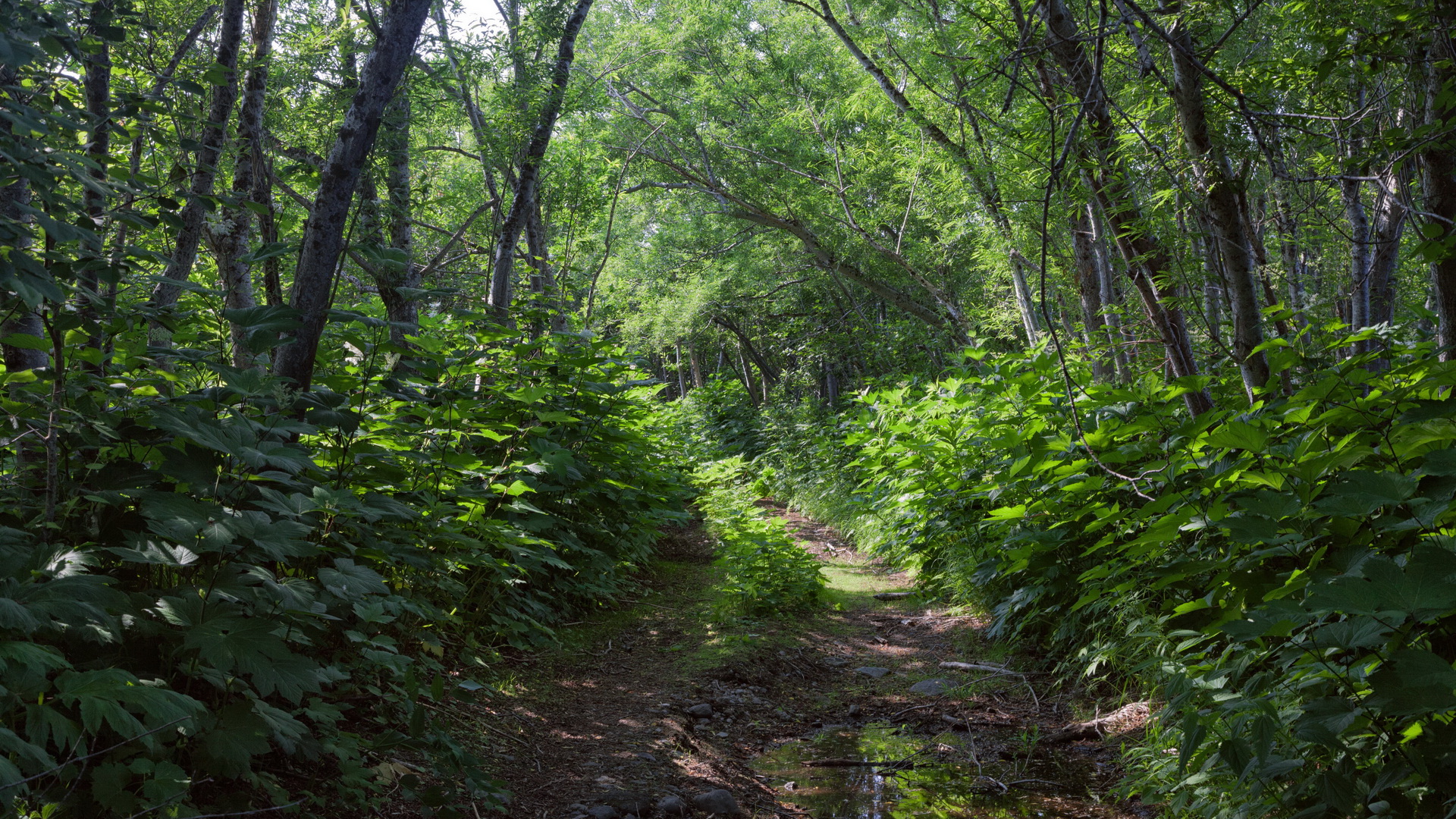 دانلود عکس فضای سبز جنگلی واقعی با کیفیت فول اچ دی 