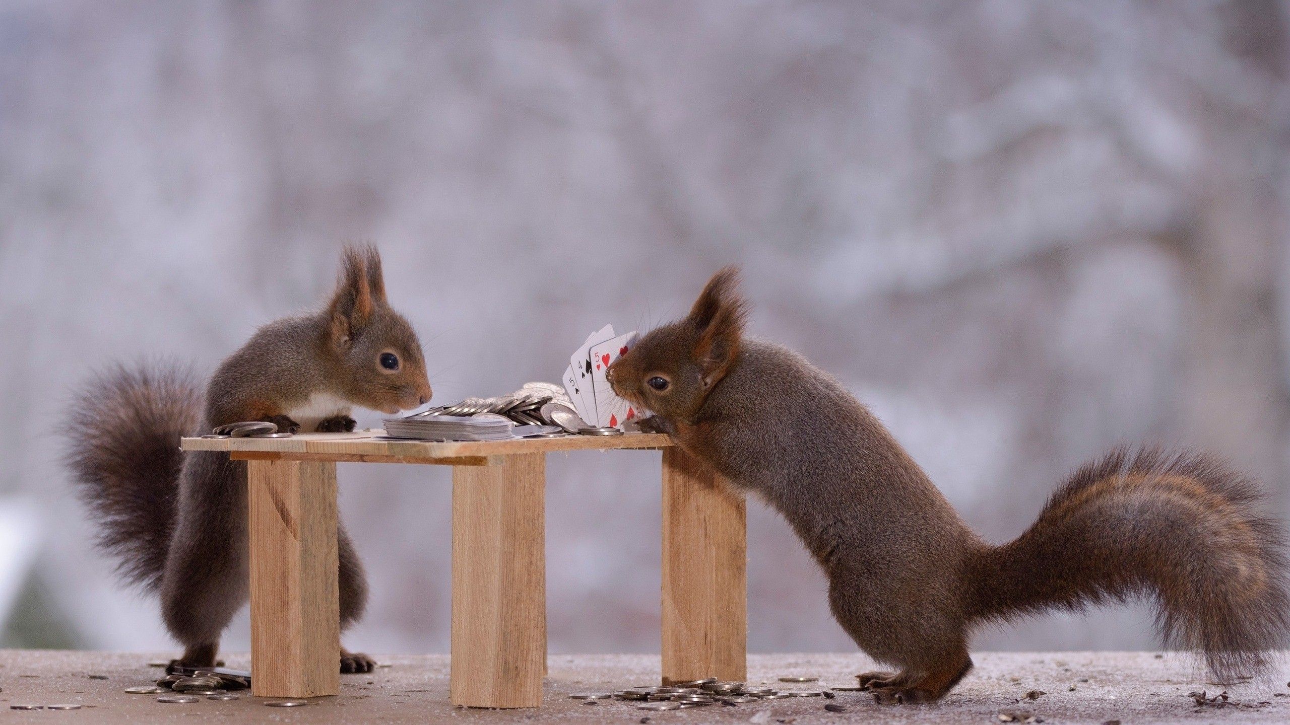تصویر بسیار جالب و دیدنی از دوتا سنجاب قشنگ با کیفیت عالی 