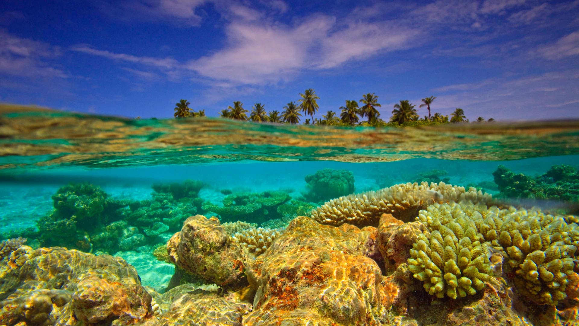 استوک با کیفیت عالی از زیر دریای شفاف برای تصویر زمینه