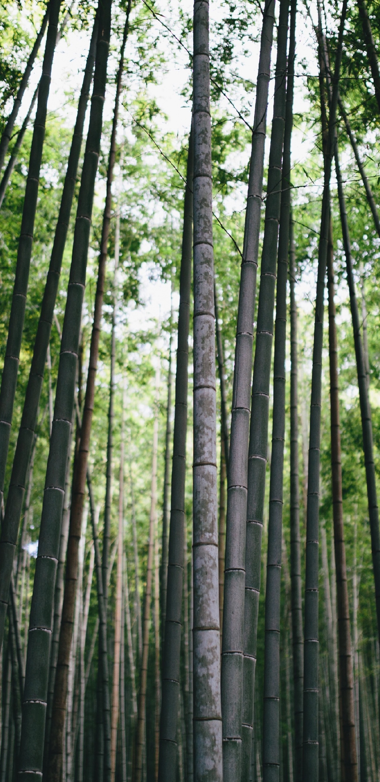 نزدیک ترین عکس از تنه باریک درخت بامبو بلند قامت در چین 