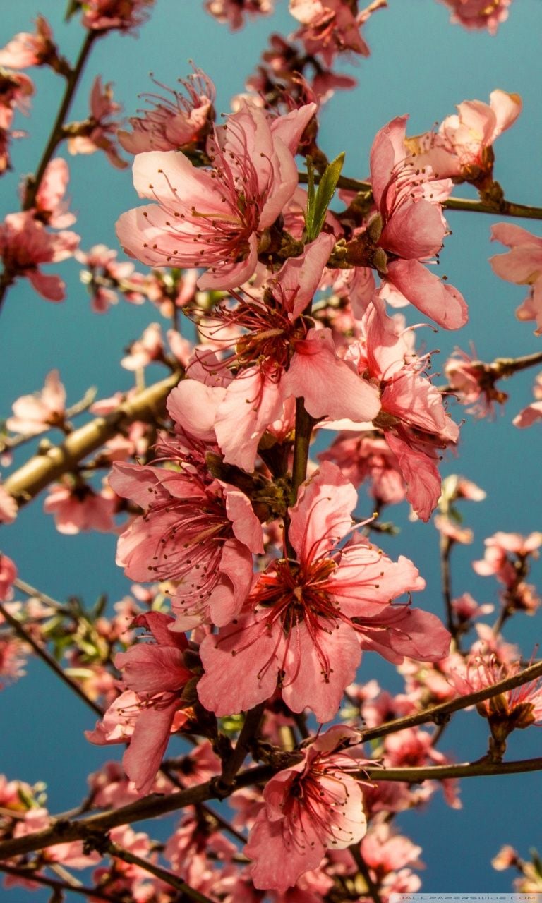 عکس استوک و رویایی از شکوفه های هلو