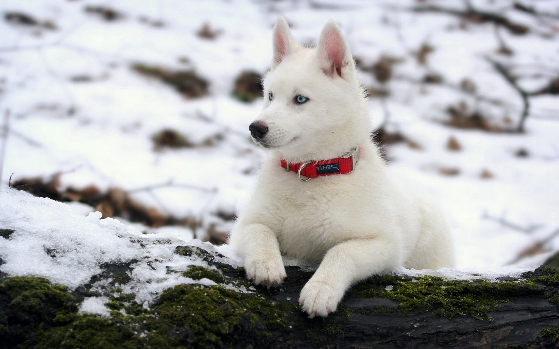 عکس شگفت انگیز و زیبا از سگ هاسکی سفید با قلاده قرمز