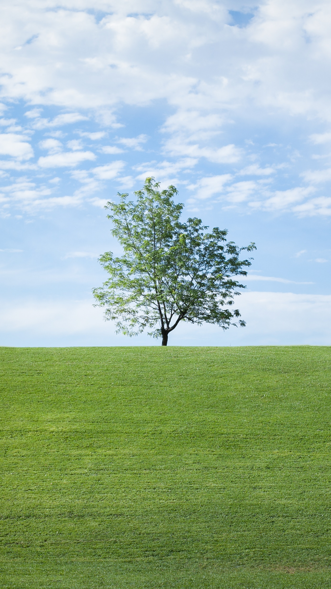  والپیپر زیبا از درخت تک در دشتی سبز و بزرگ وآسمانی آبی 
