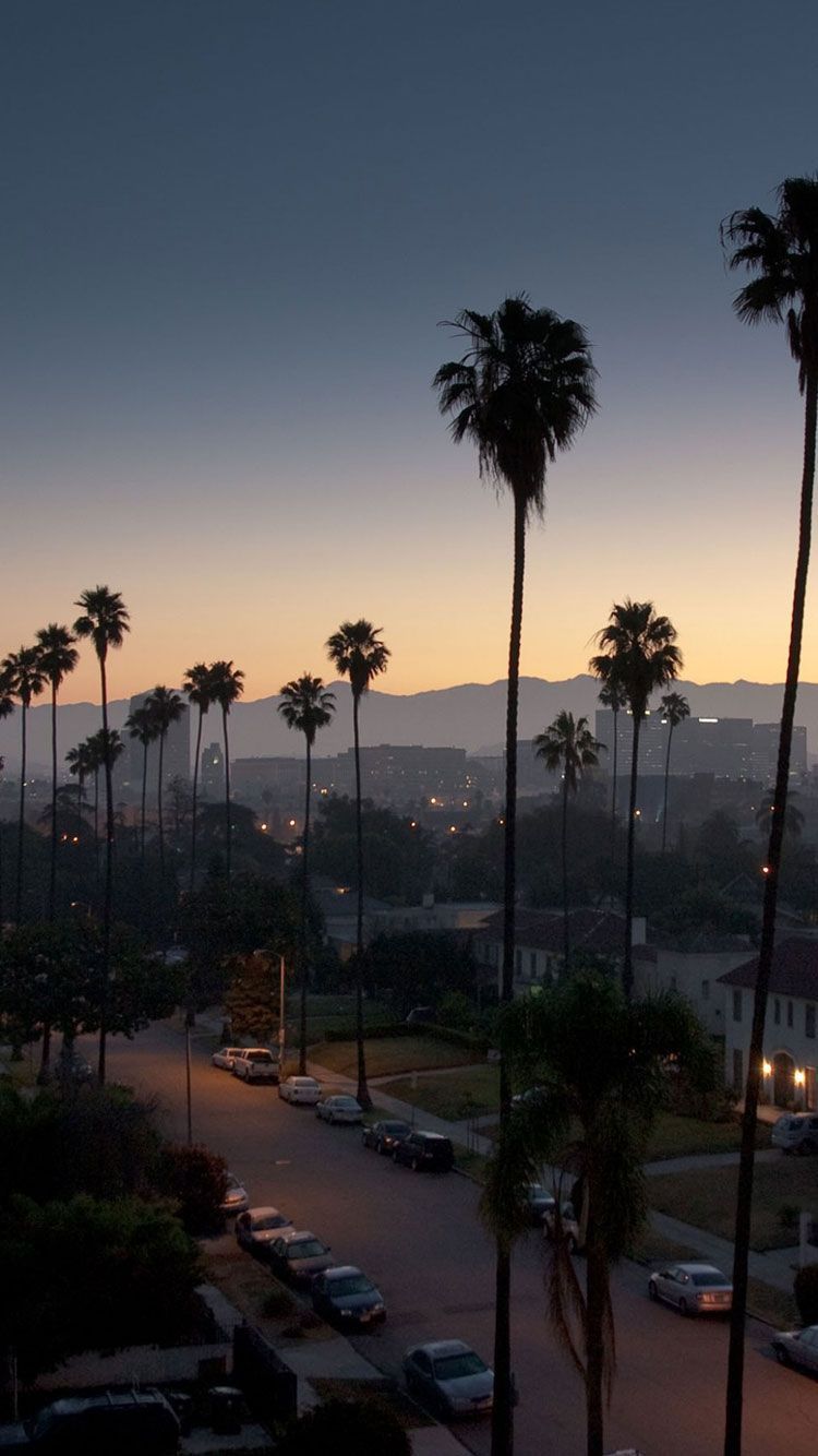 جدیدترین و باکیفیت ترین عکس از شهر لس آنجلس با درختان تزئینی دم روباهی