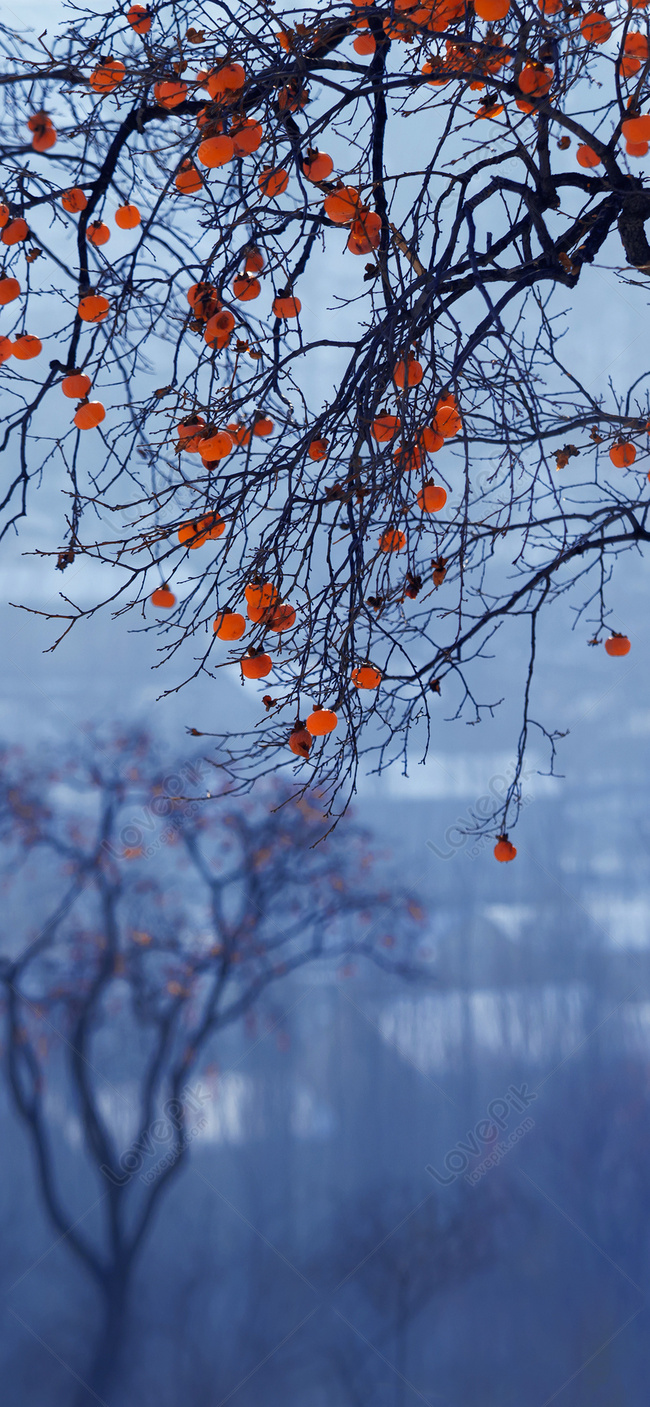 عکس استوک پرتره از خرمالو های اویزان از درخت با کیفیت بالا