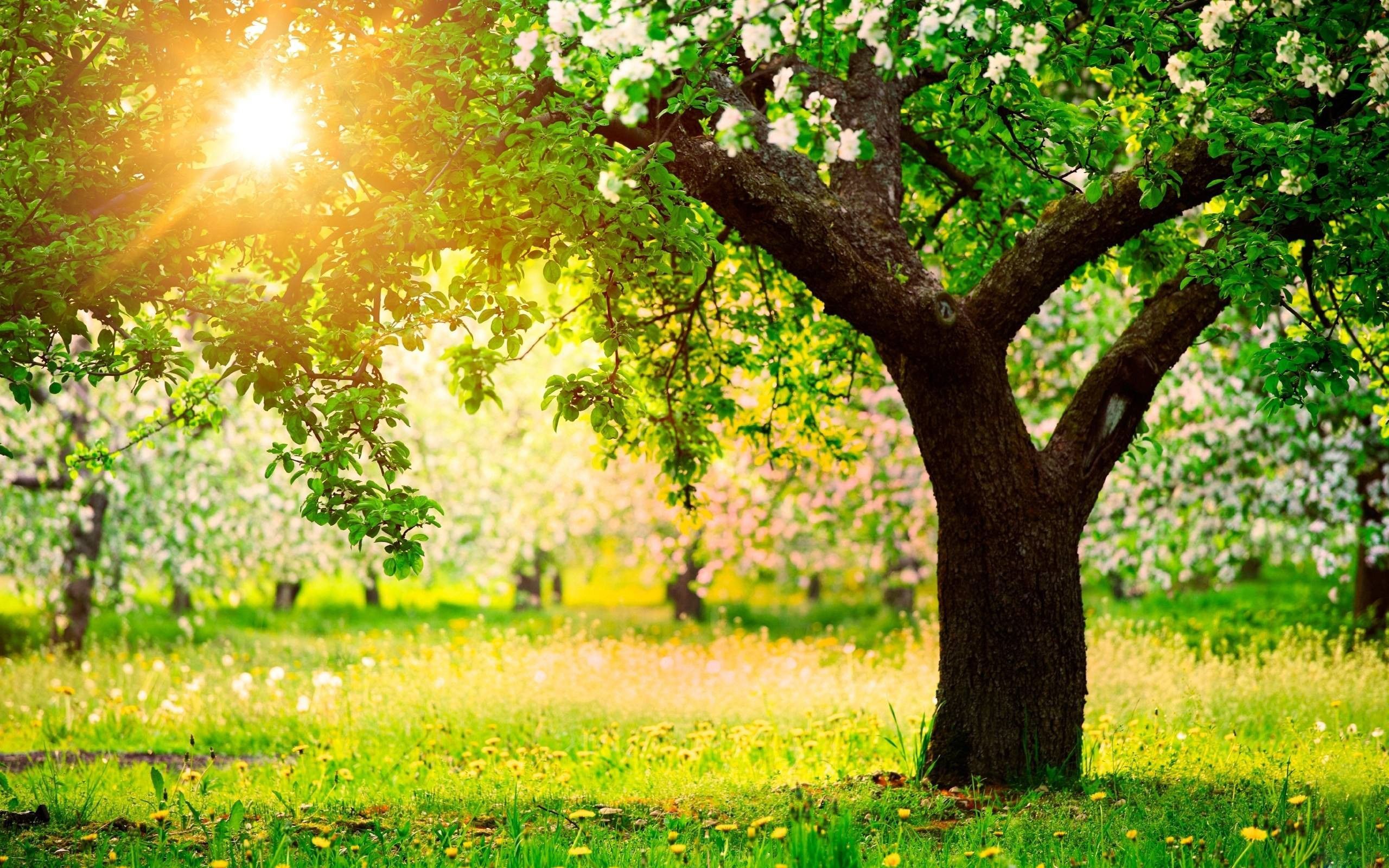 پس زمینه ی آفتابی از طبیعتی با درخت هایی پر از شکوفه رنگارنگ