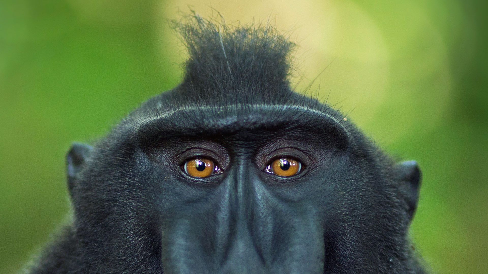 تصویر خارق العاده از میمون سیاه با موهای قشنگ 
