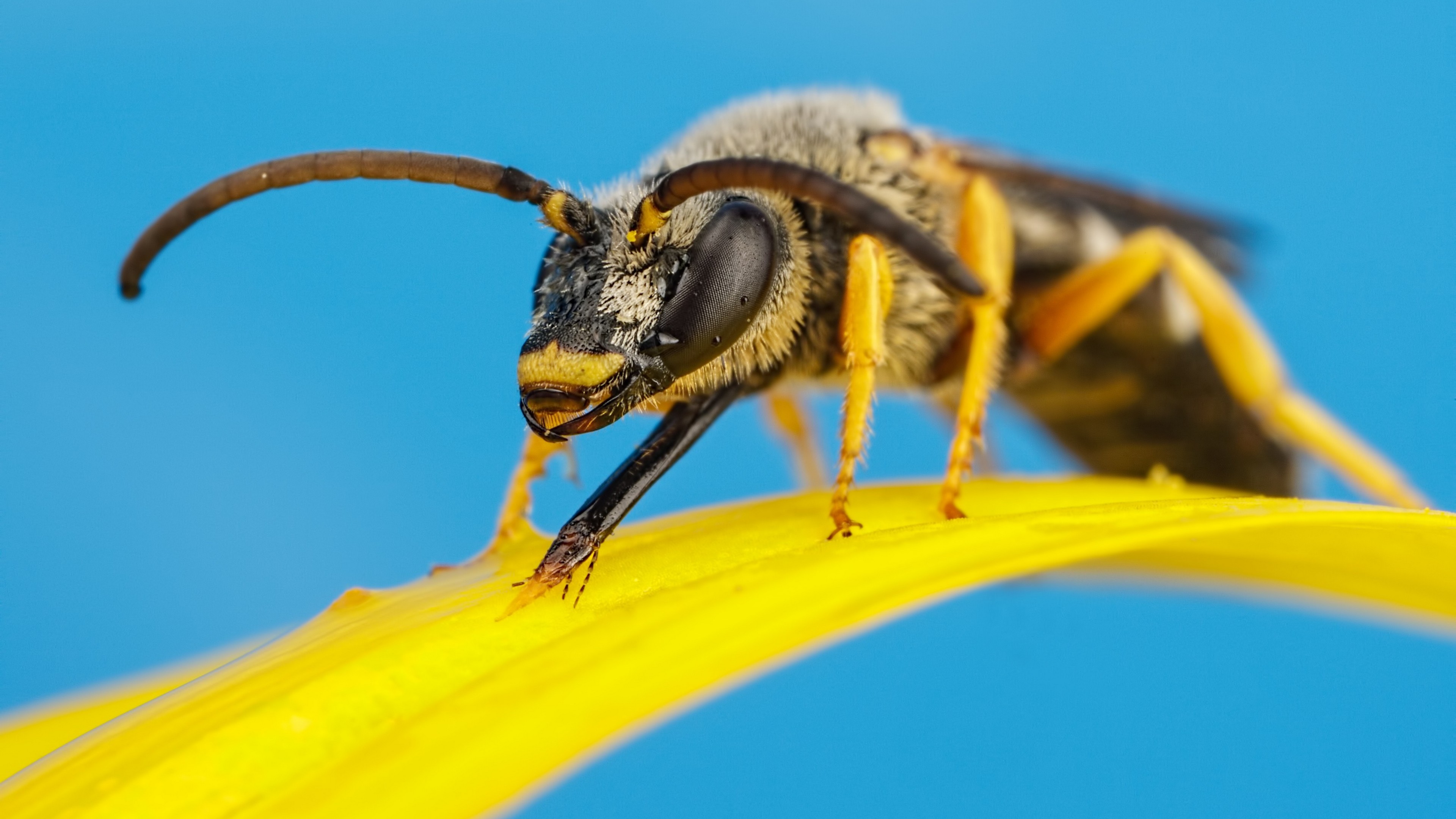 والپیپر حیرت بر انگیز از زنبور ملکه بر روی گلبرگ زرد
