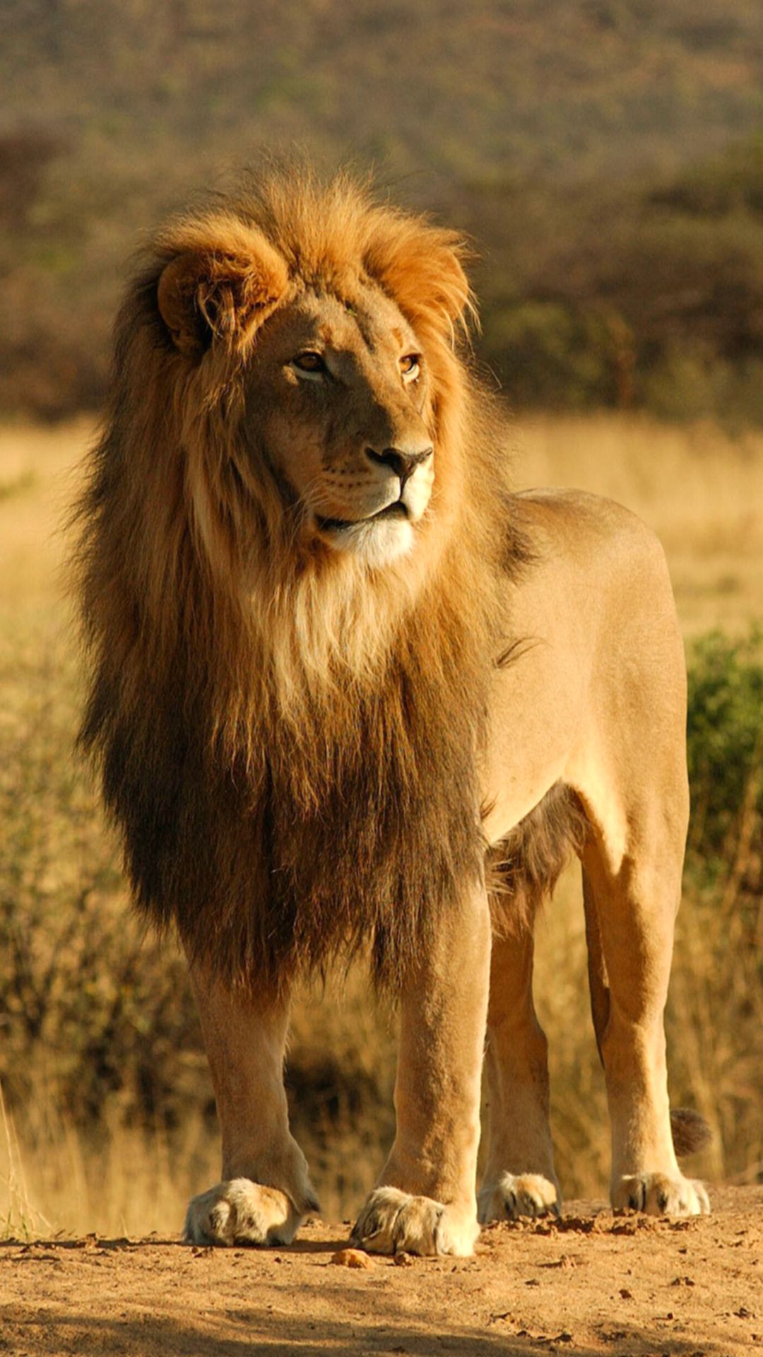 عکس باکیفیت و دیدنی شیر پادشاه جنگل برای پوستر و زمینه گوشی آیفون 15
