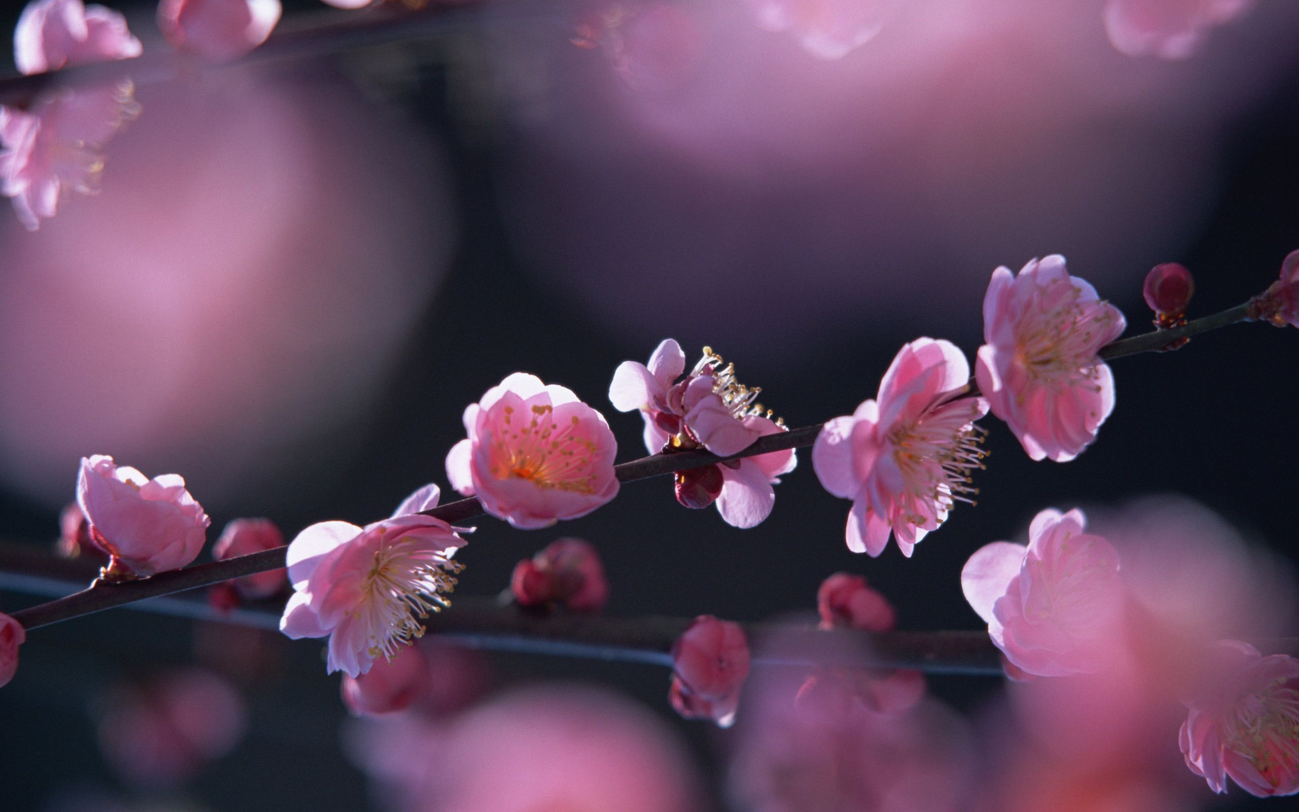 عکس استوک و بسیار زیبا از شکوفه های صورتی 