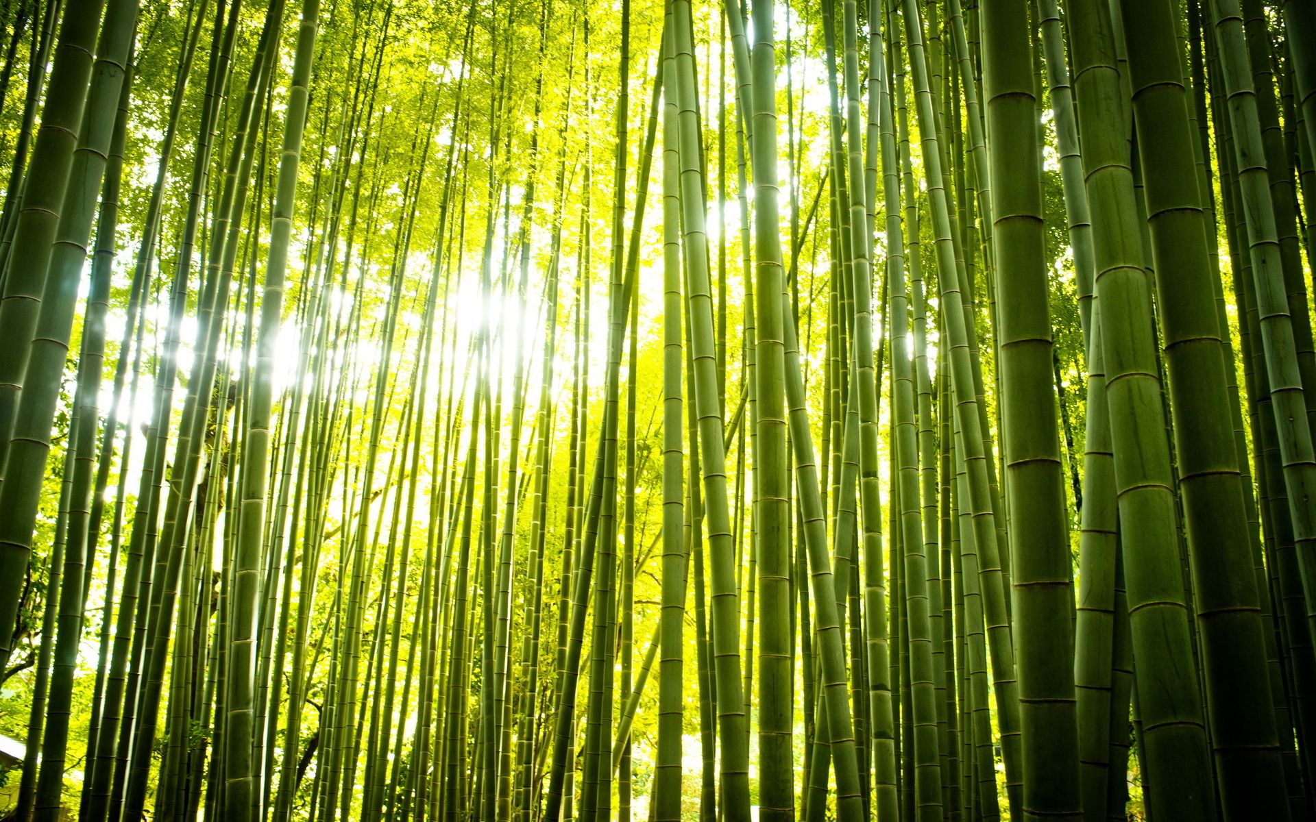 نمای چشم نواز ذن طبیعت نور رد شده خورشید از درخت های بامبو 