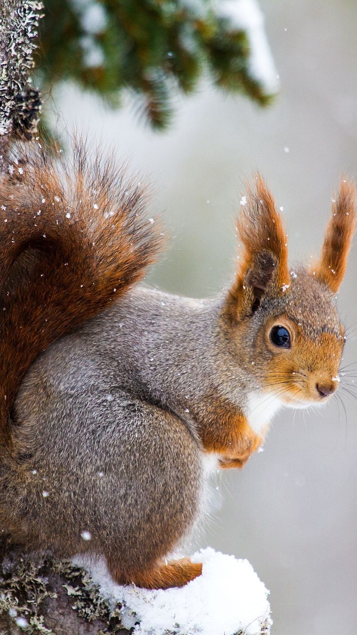 دانلود والپیپر فوق العاده قشنگ از سنجاب زیبا در زمستان 
