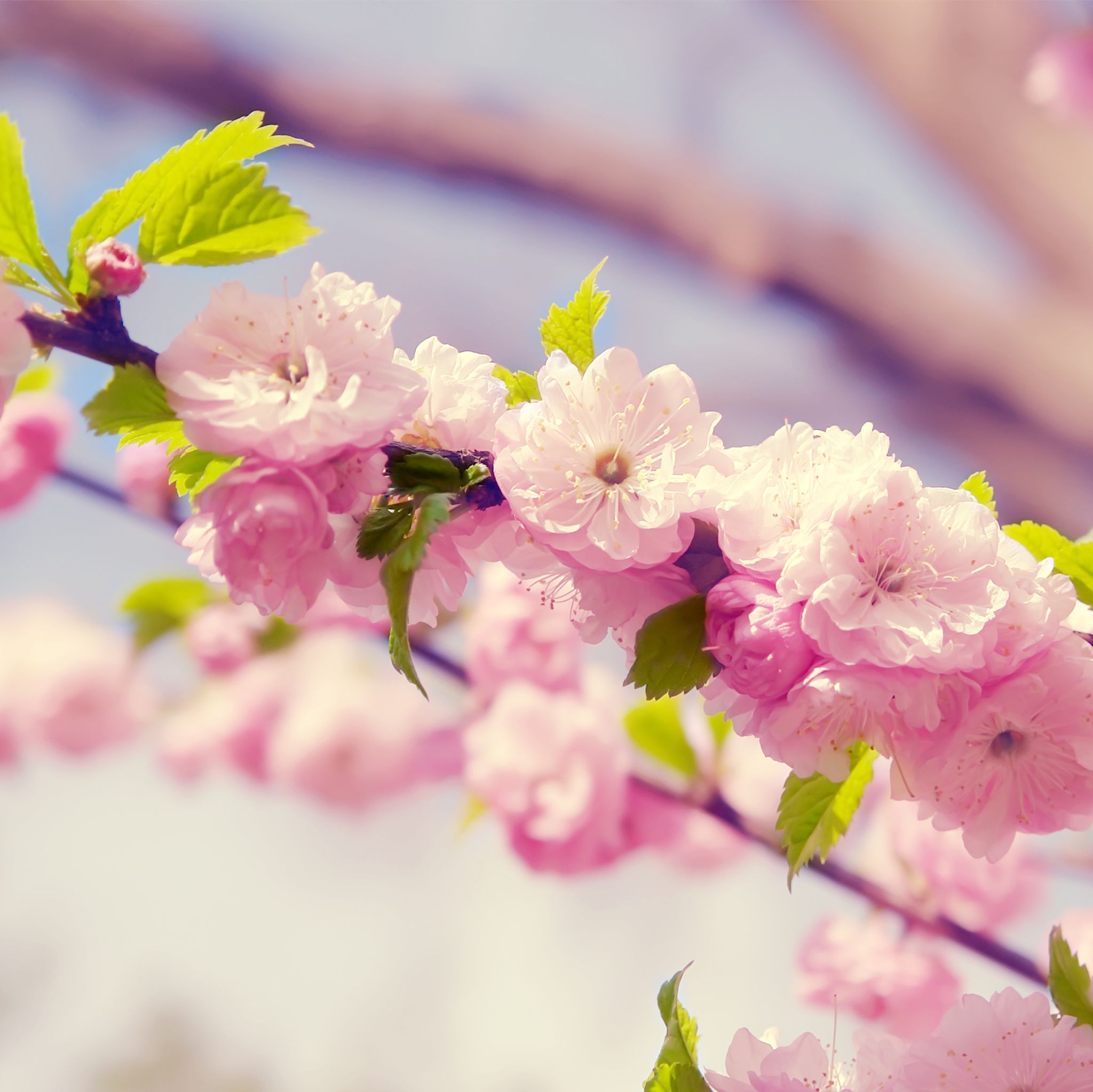 والپیپر فوق العاده قشنگ از شکوفه های صورتی هلو 