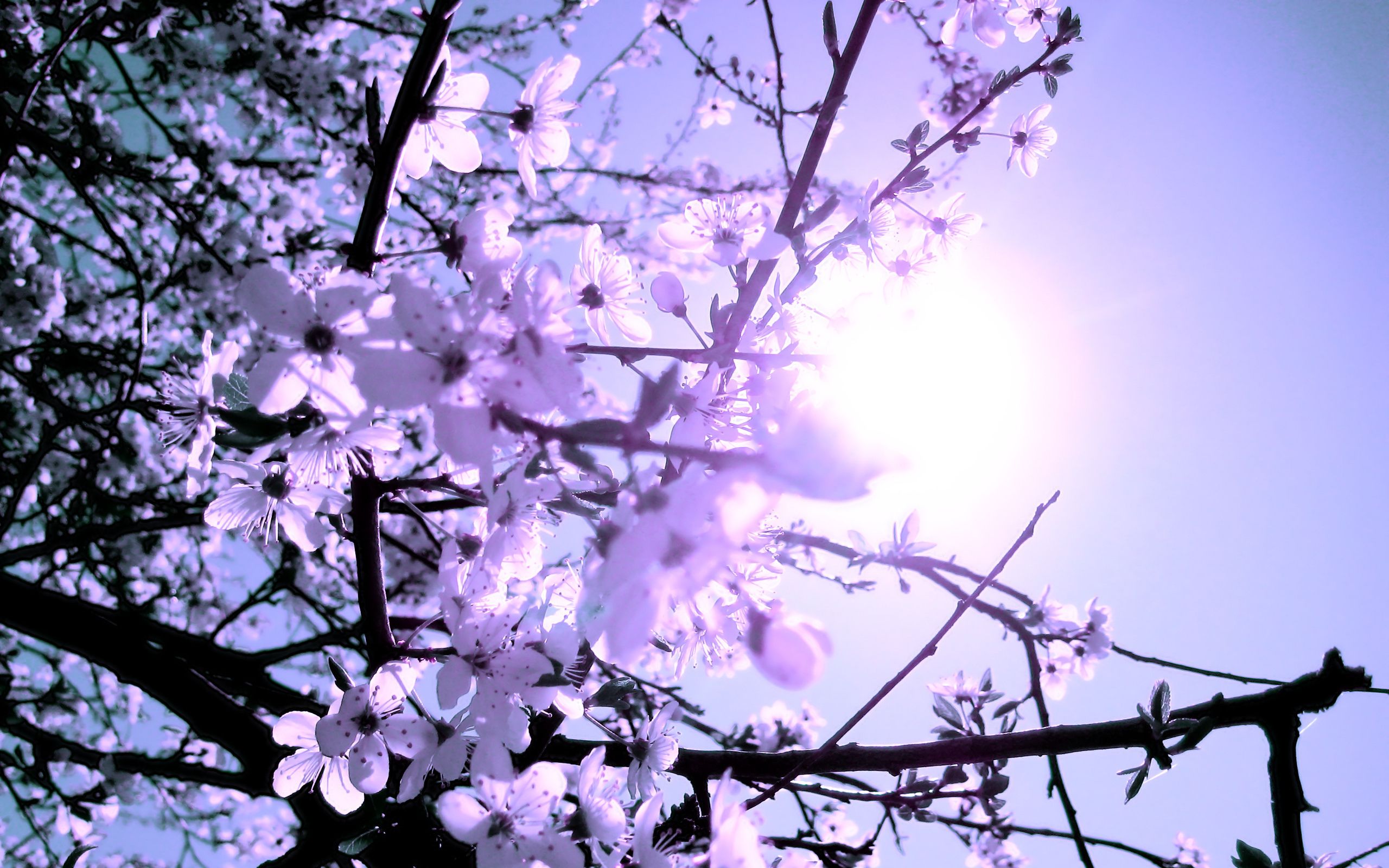 والپیپر شاخه ی درخت با شکوفه های بنفش در آفتاب برای پس زمینه دسکتاپ