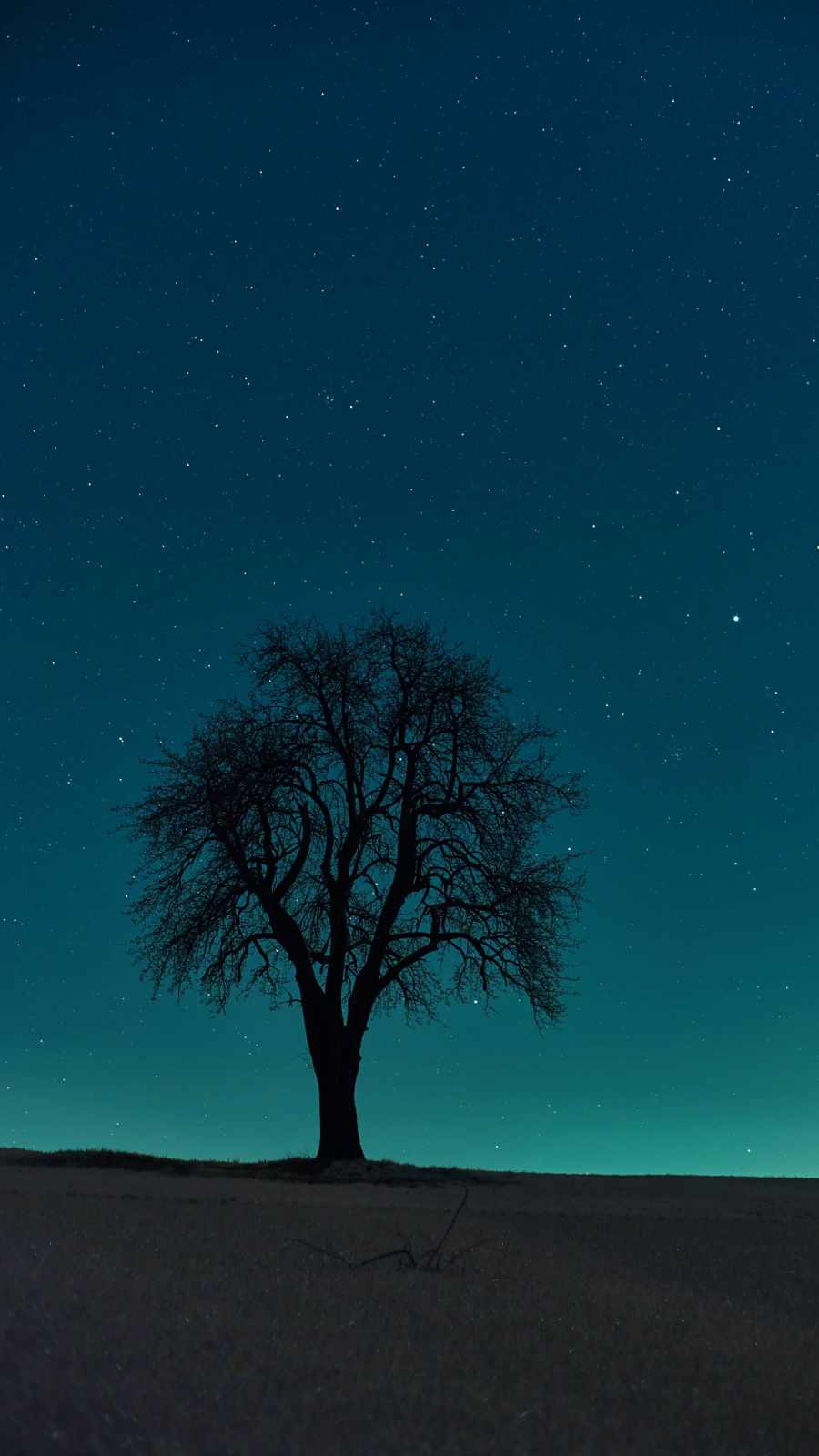 تصویر جالب و دیدنی از درخت تنها در شب با آسمانی پر از ستاره 