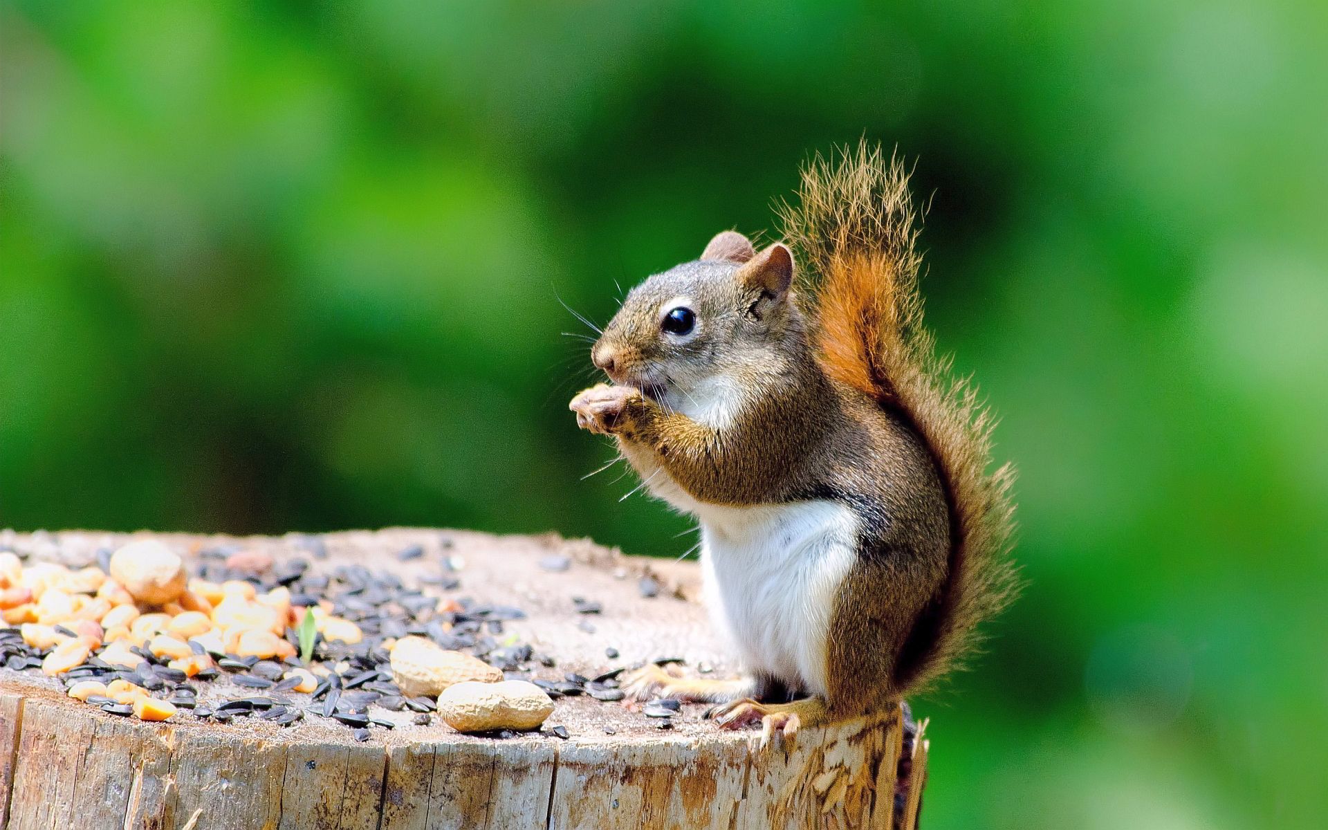 بکگراند شگفت آور و جالب از سنجاب درحال خوردن غذا 