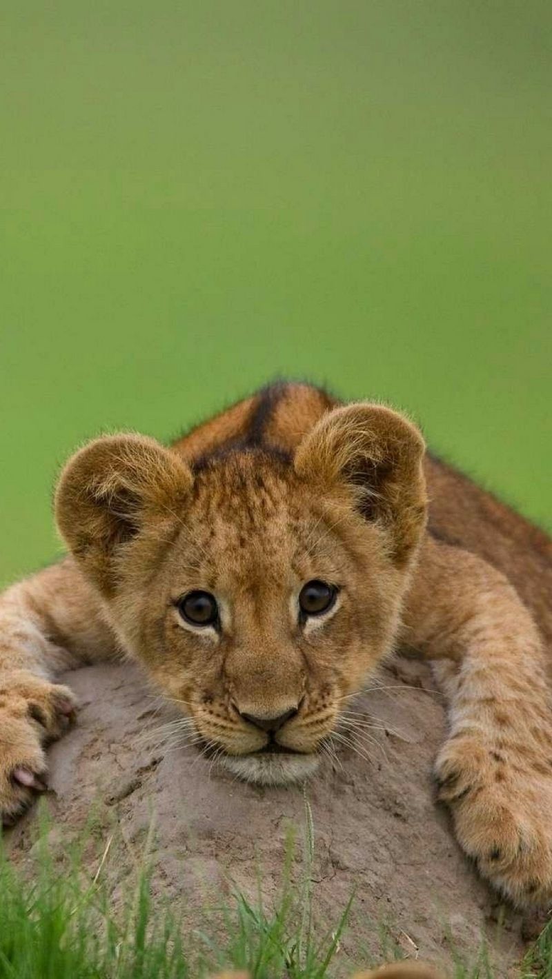 عکس پسرانه بچه شیر کوچولو بامزه مناسب بکگراند گوشی آیفون