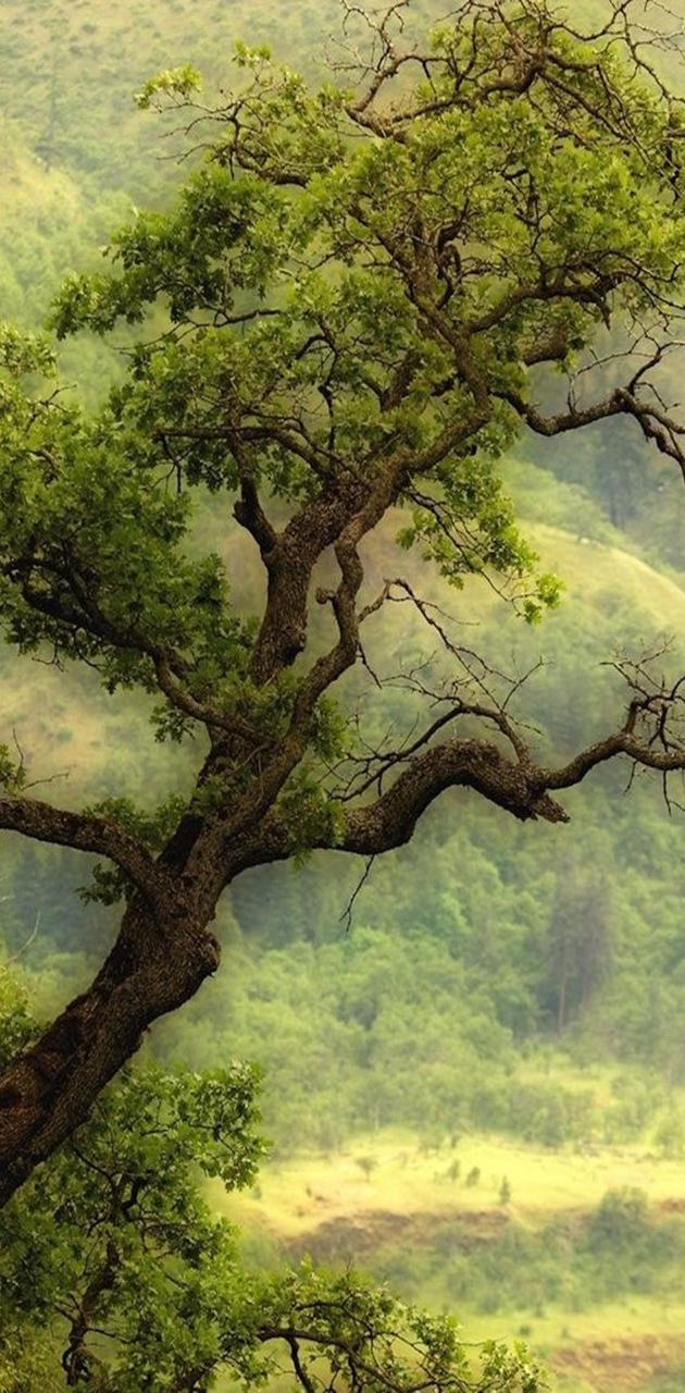 عکس جالب و دیدنی از درخت روس سنگ مخصوص زمینه گوشی 
