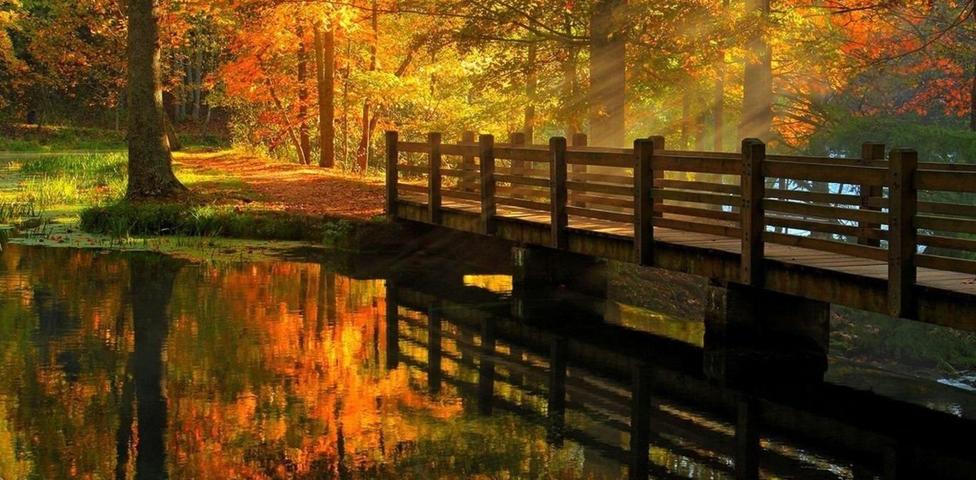 منظره پاییزی از جنگل و پل چوبی با کیفیت حیرت انگیز