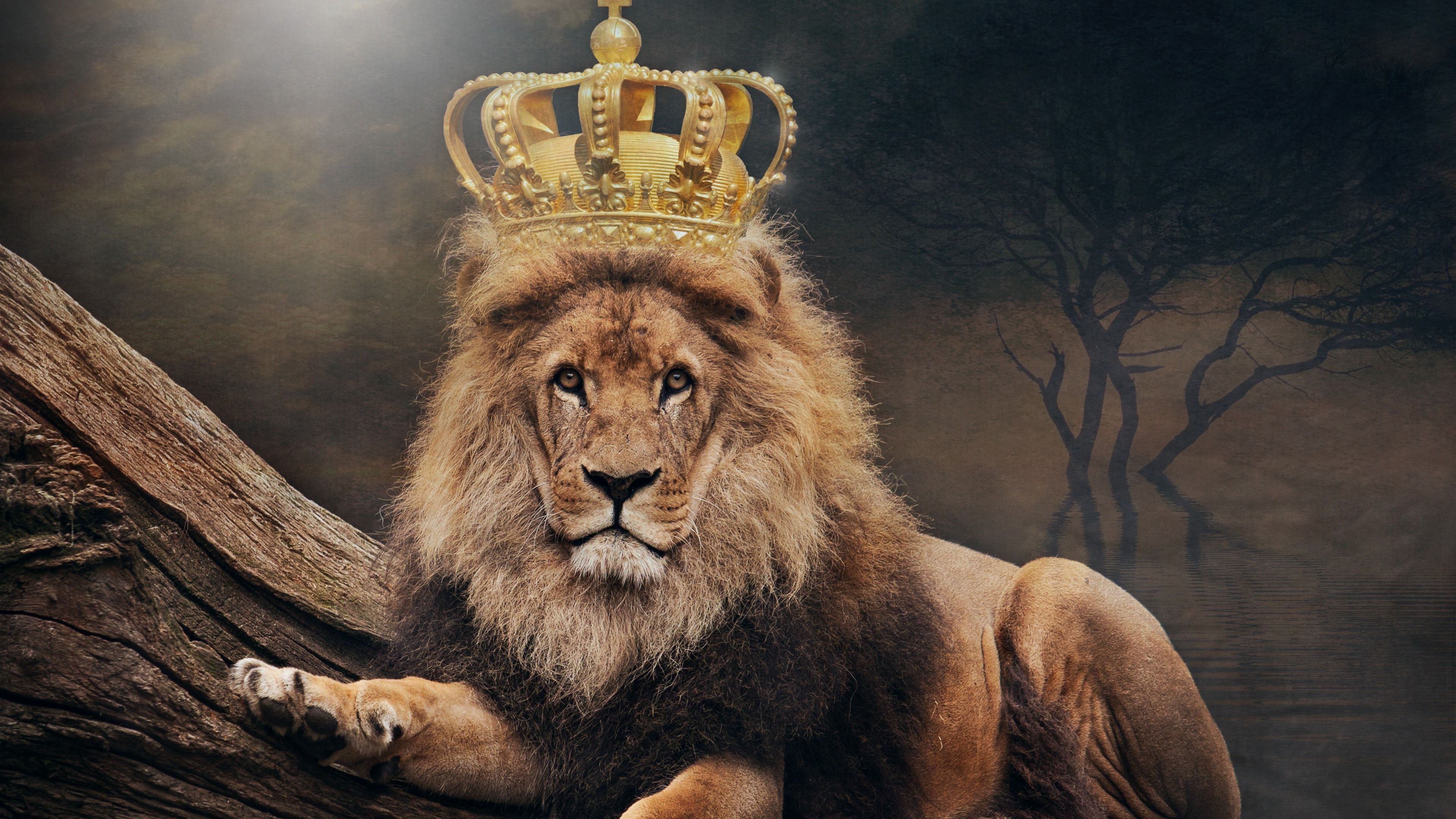 دانلود عکس پروفایل شیر سلطان جنگل به همراه تاج پادشاهی 